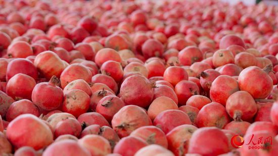 新鲜采摘的石榴。人民网 李欣洋摄