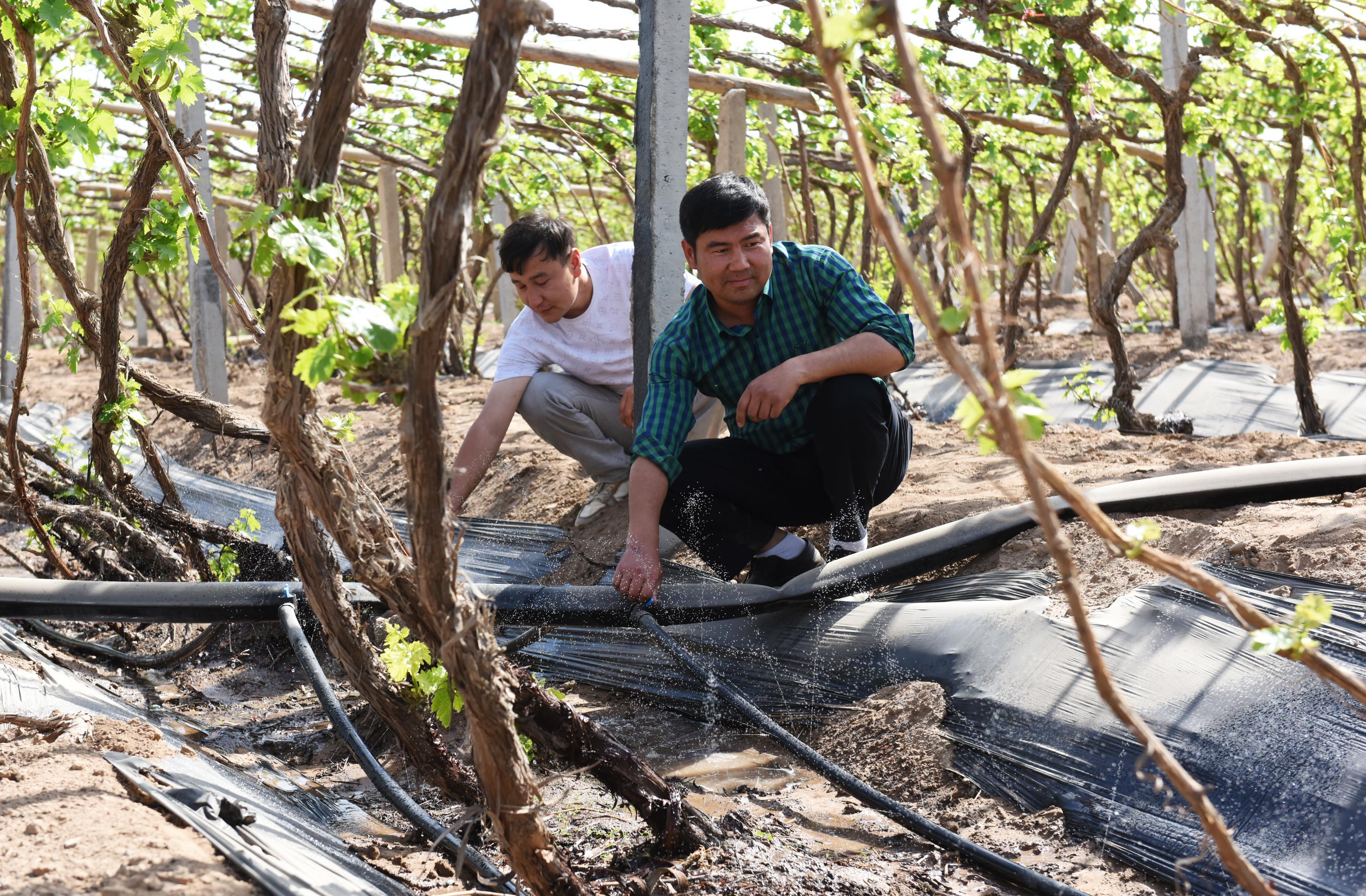 激发改革动能 筑牢生态防线——吐鲁番市推进深化改革开放系列报道之三(图1)