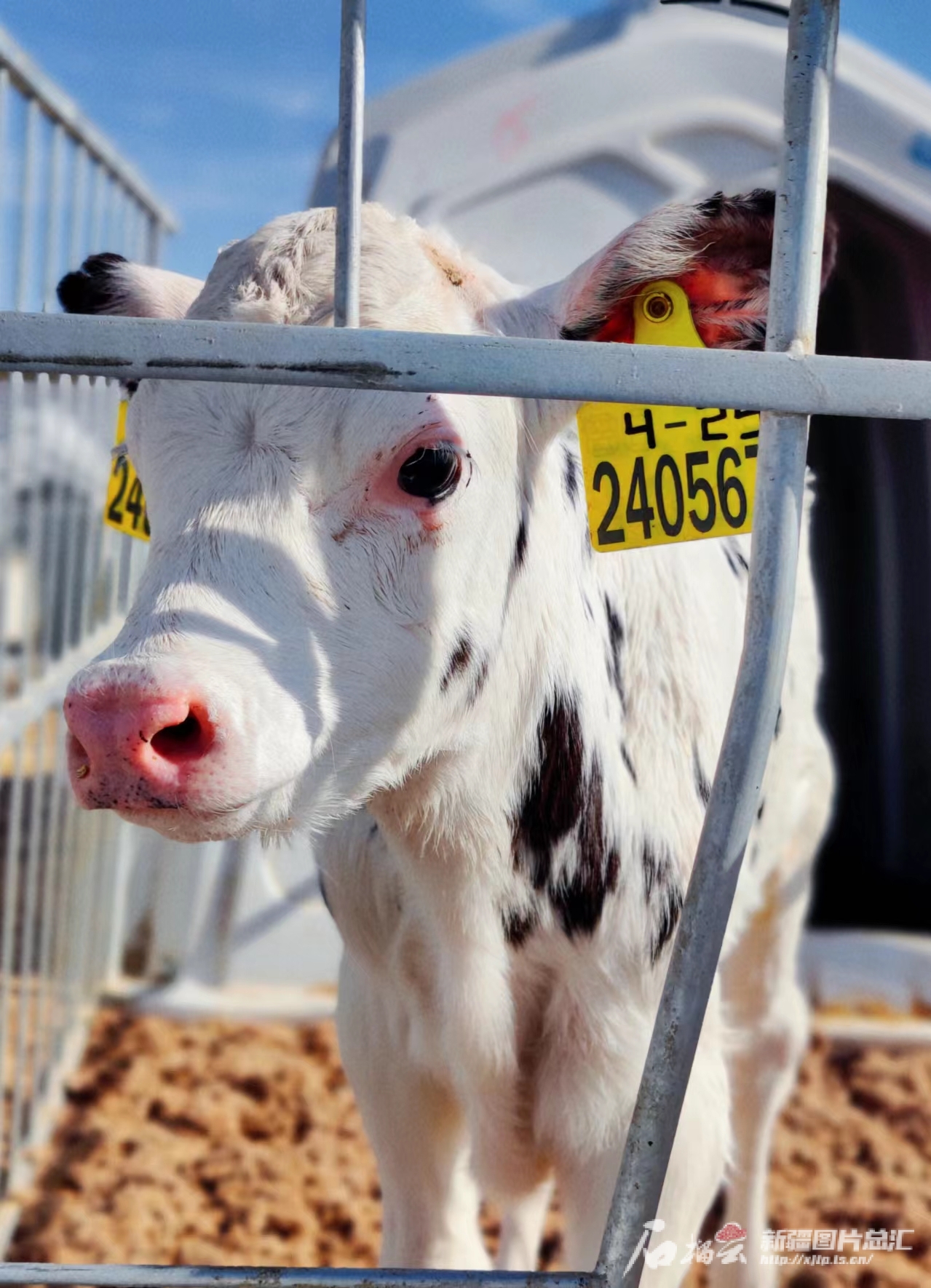 高质量发展调研行·走进昌吉|畜牧产业园里,奶牛过上"智慧生活"