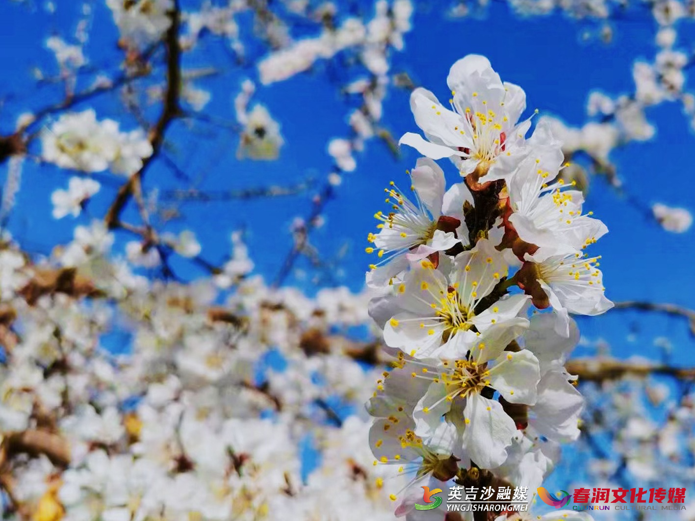 新疆各地杏花节喊你来赏花