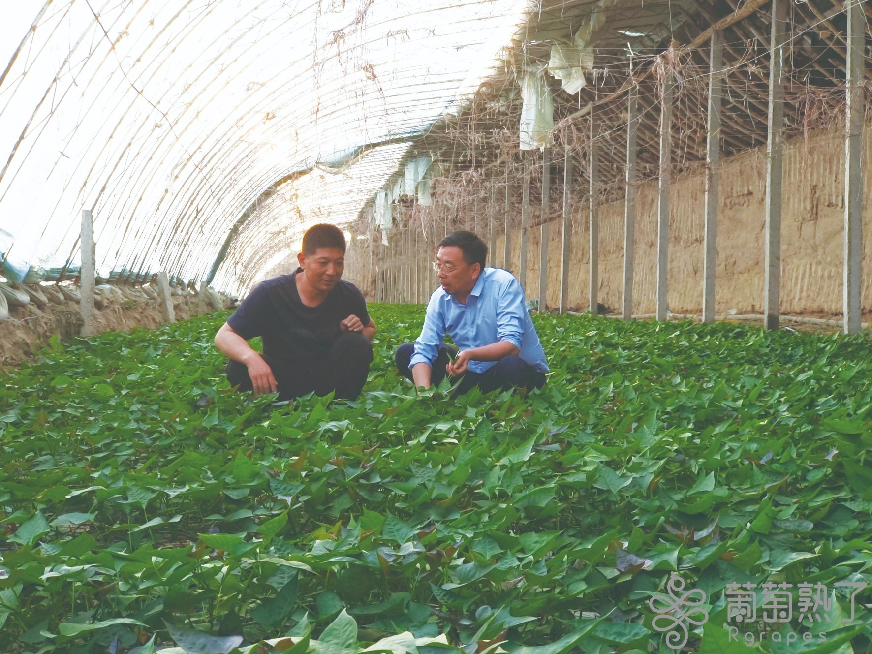 高昌区何以成为全国设施农业创新引领区