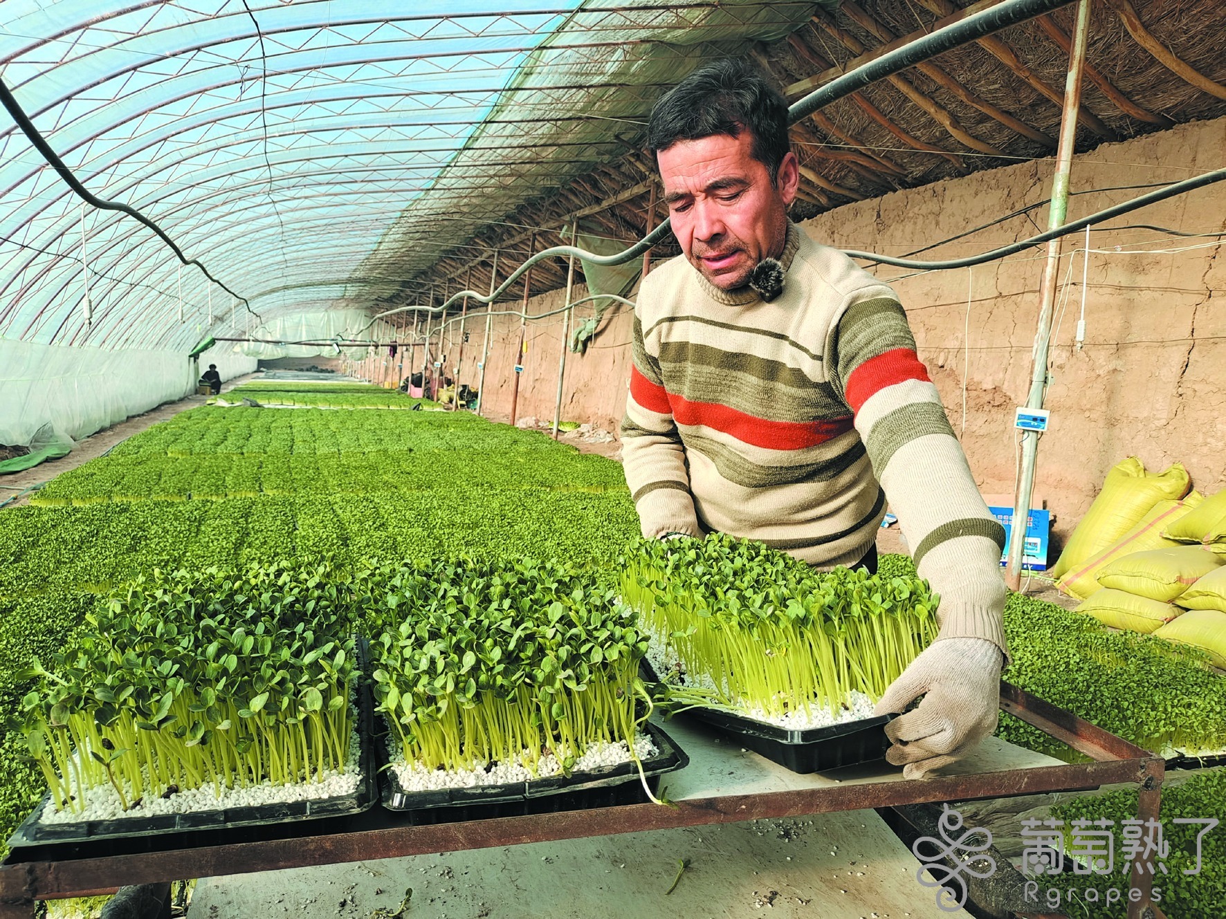 高昌区何以成为全国设施农业创新引领区