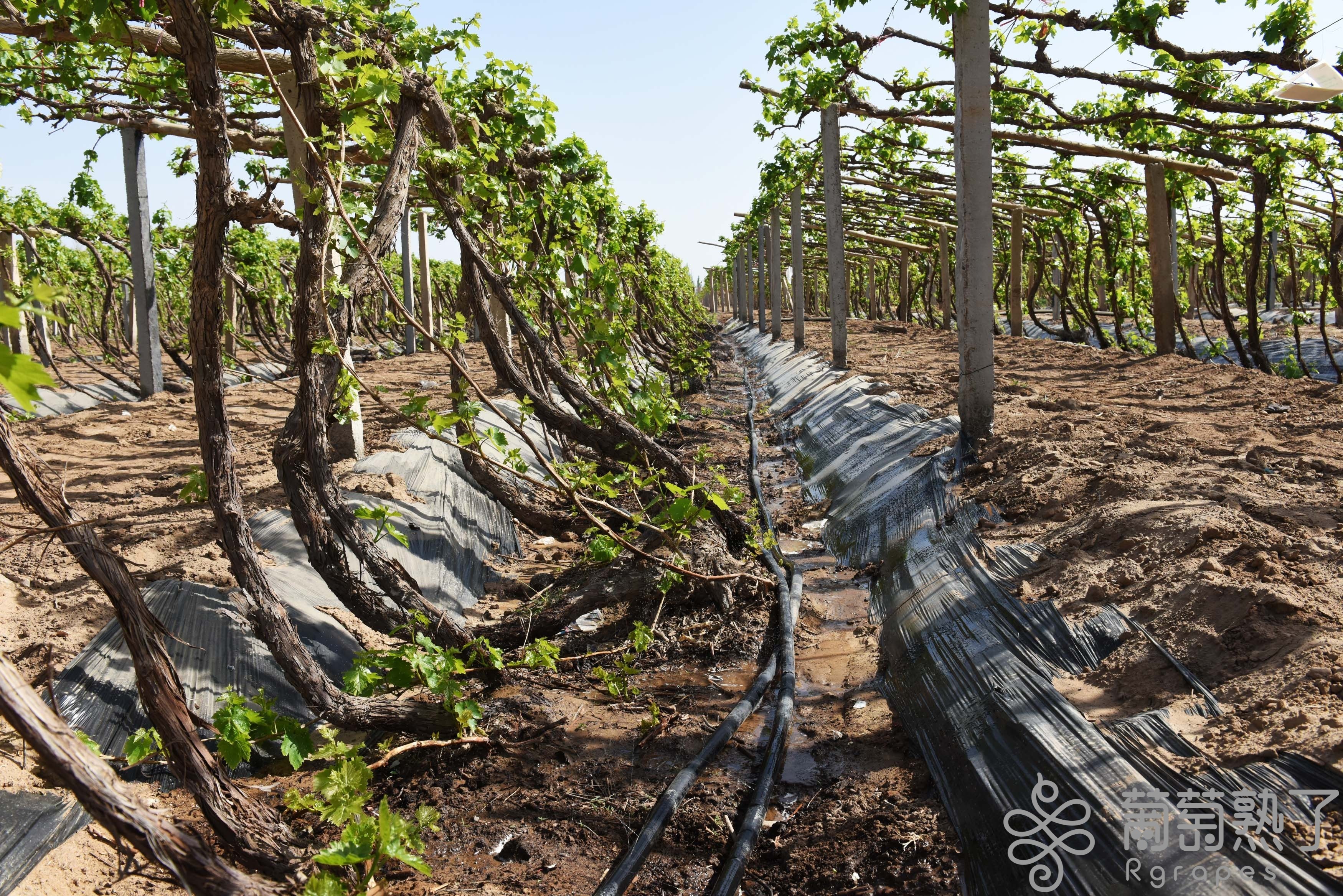 吐鲁番63万亩葡萄喝上滴灌水