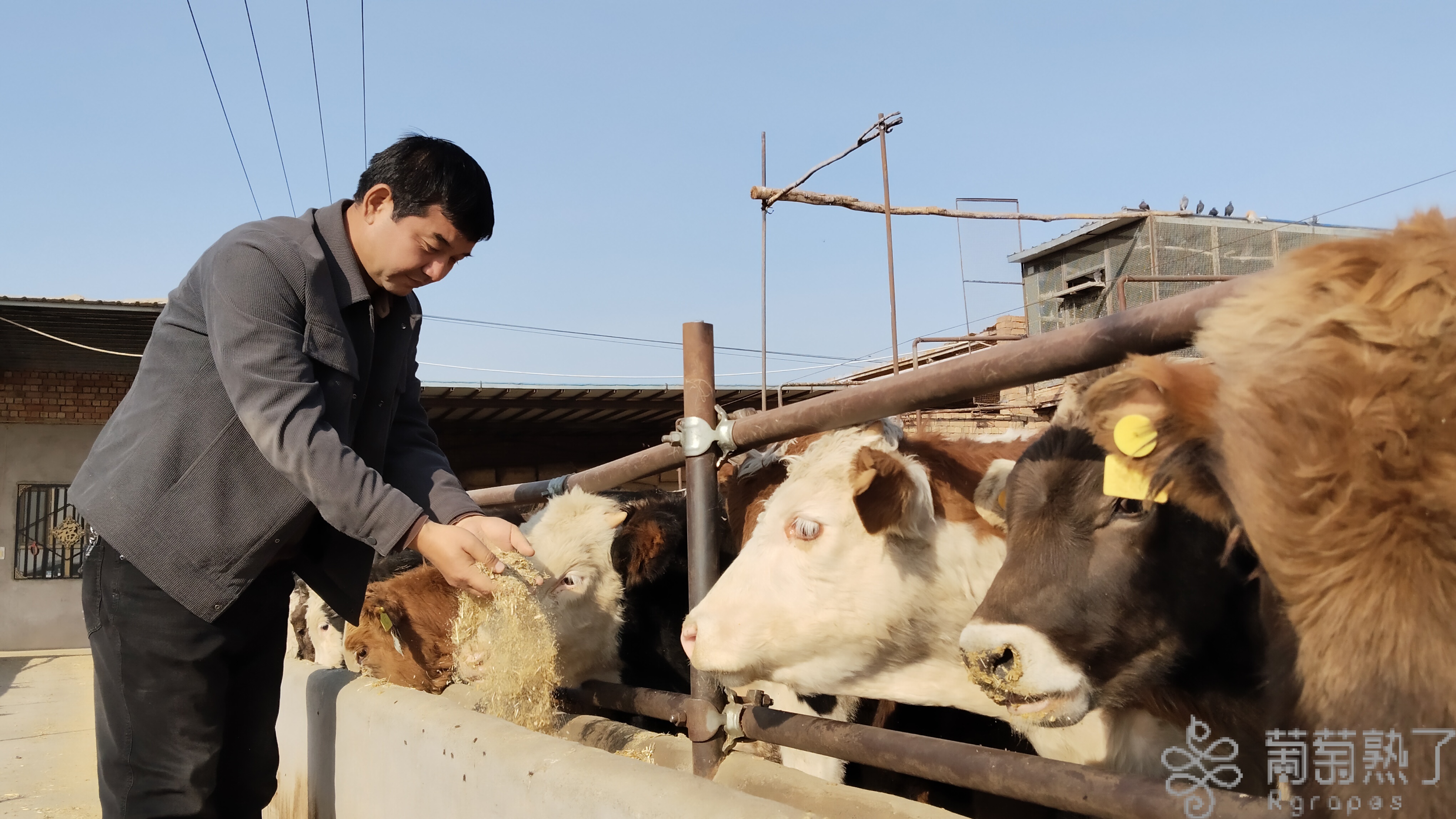 艾丁湖镇:饲草料储备充足 牲畜越冬安全无忧