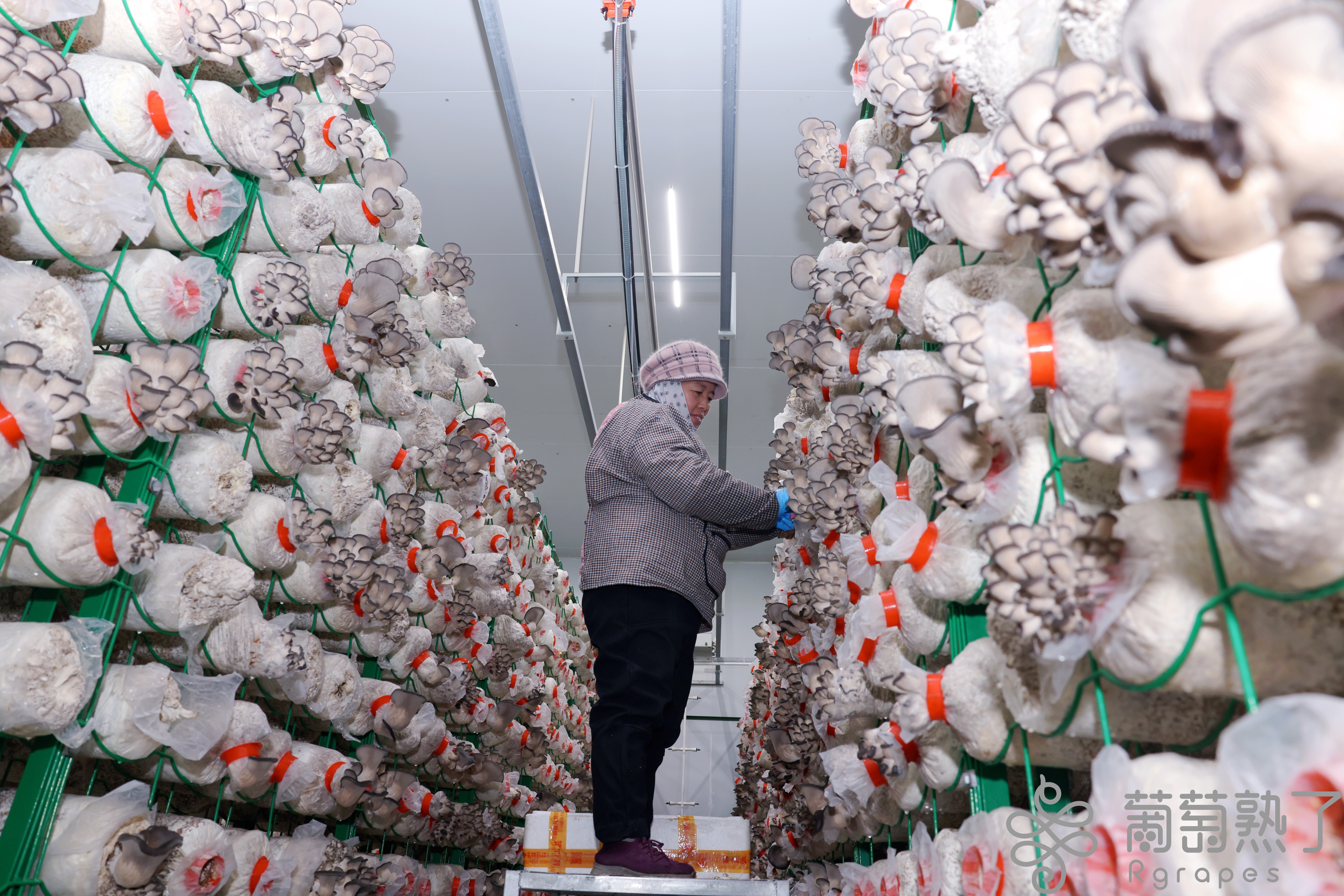 mmexport1735019126444