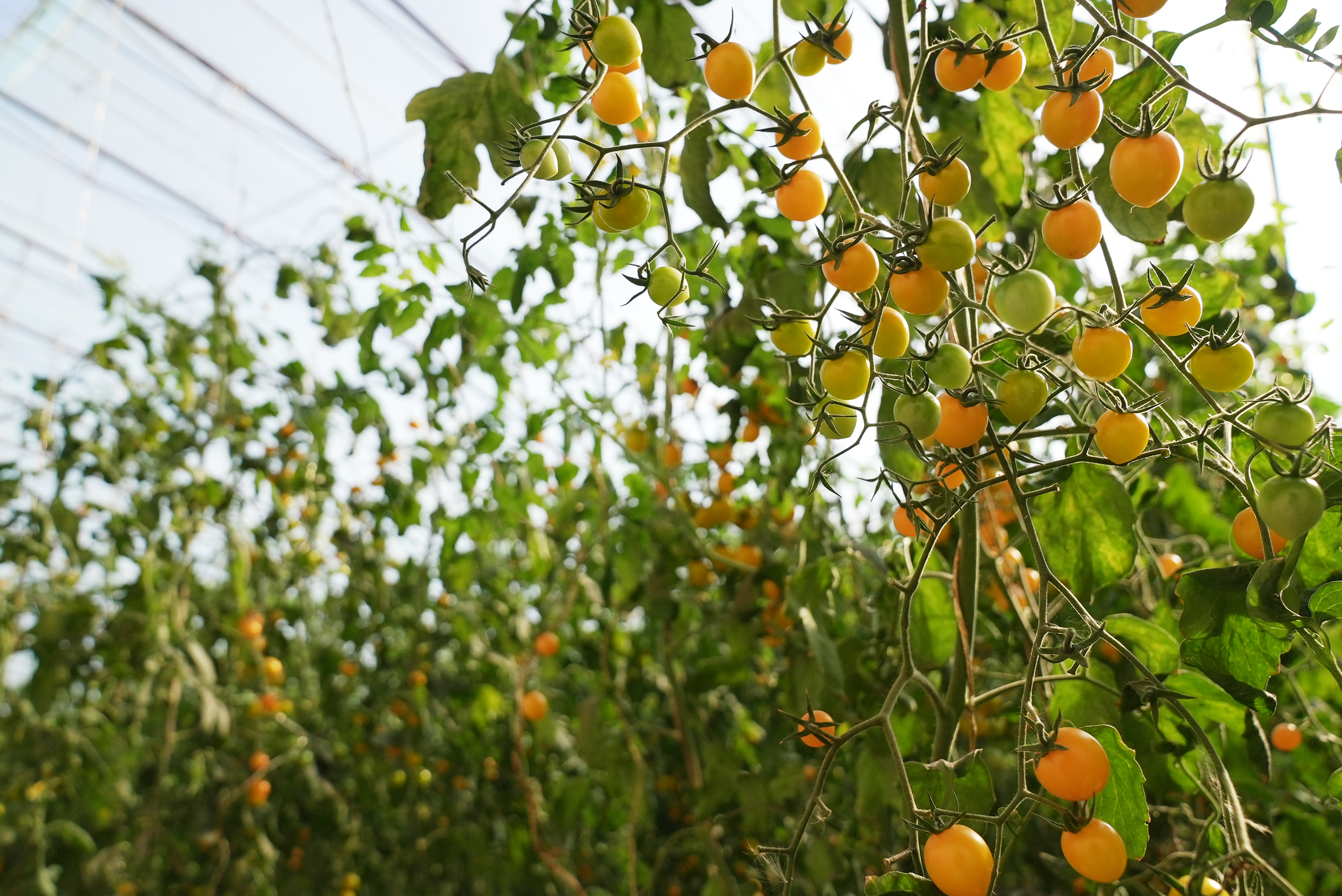 mmexport1762867232740