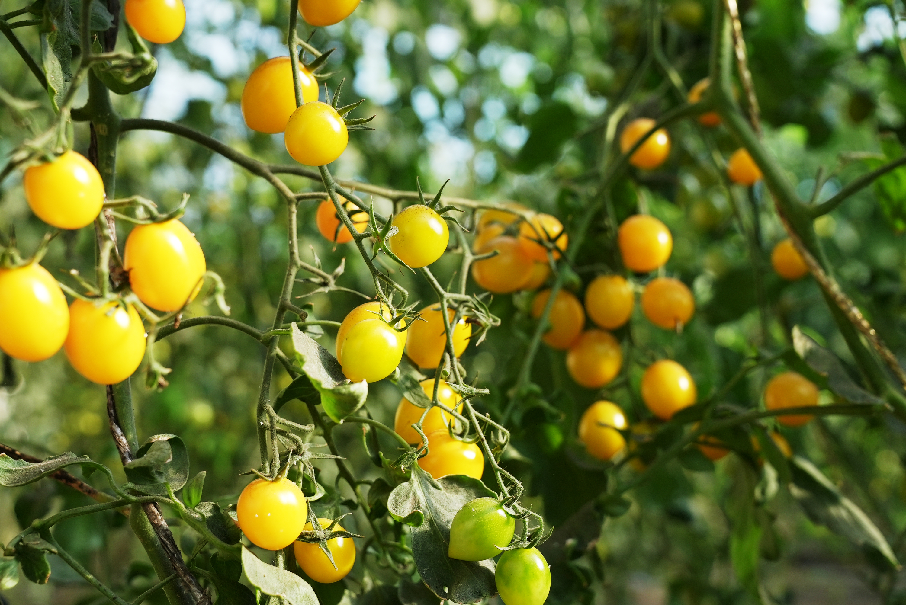 mmexport1762867289051