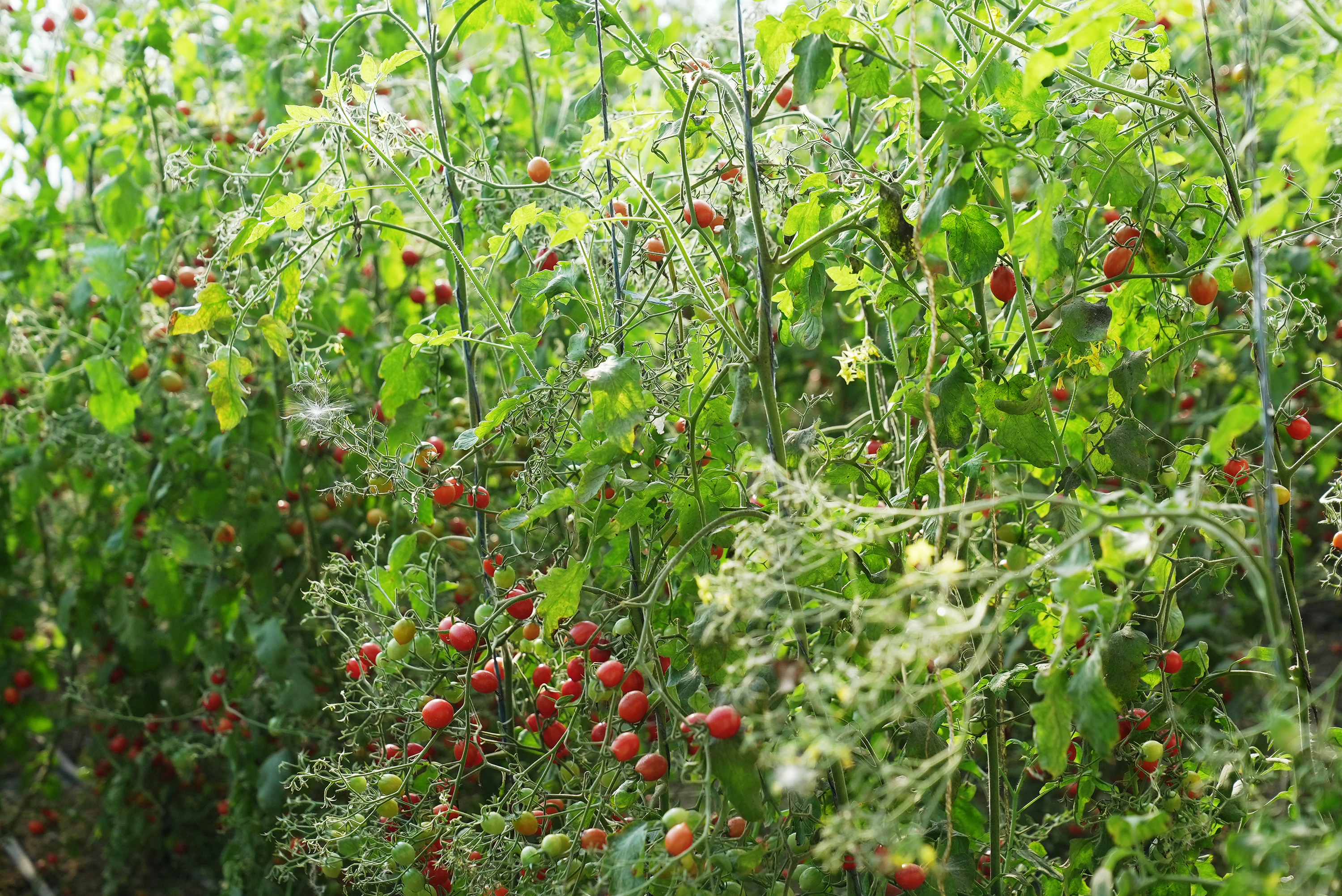 mmexport1762867248567