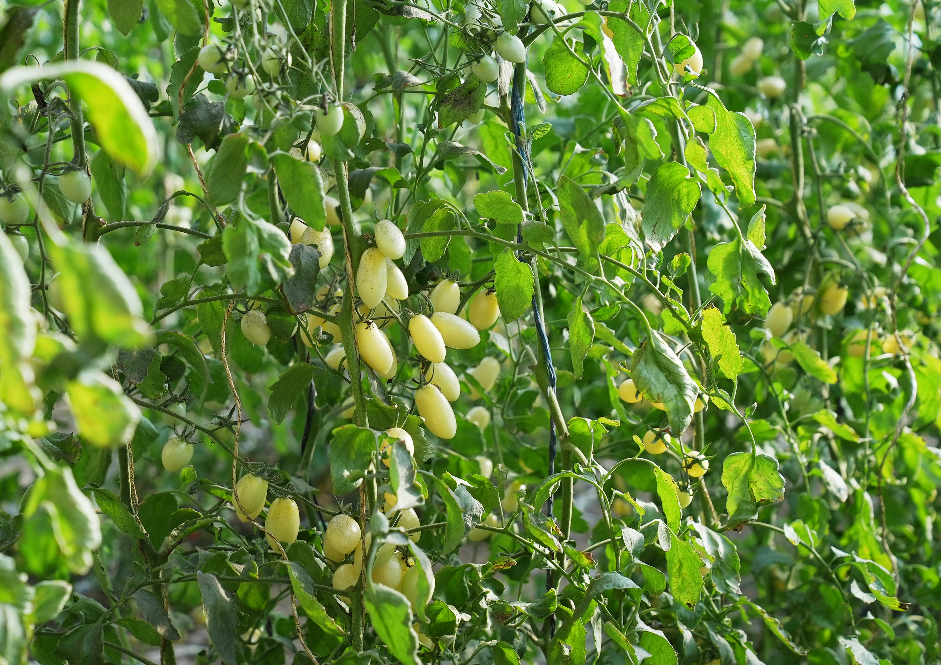 mmexport1762867282116