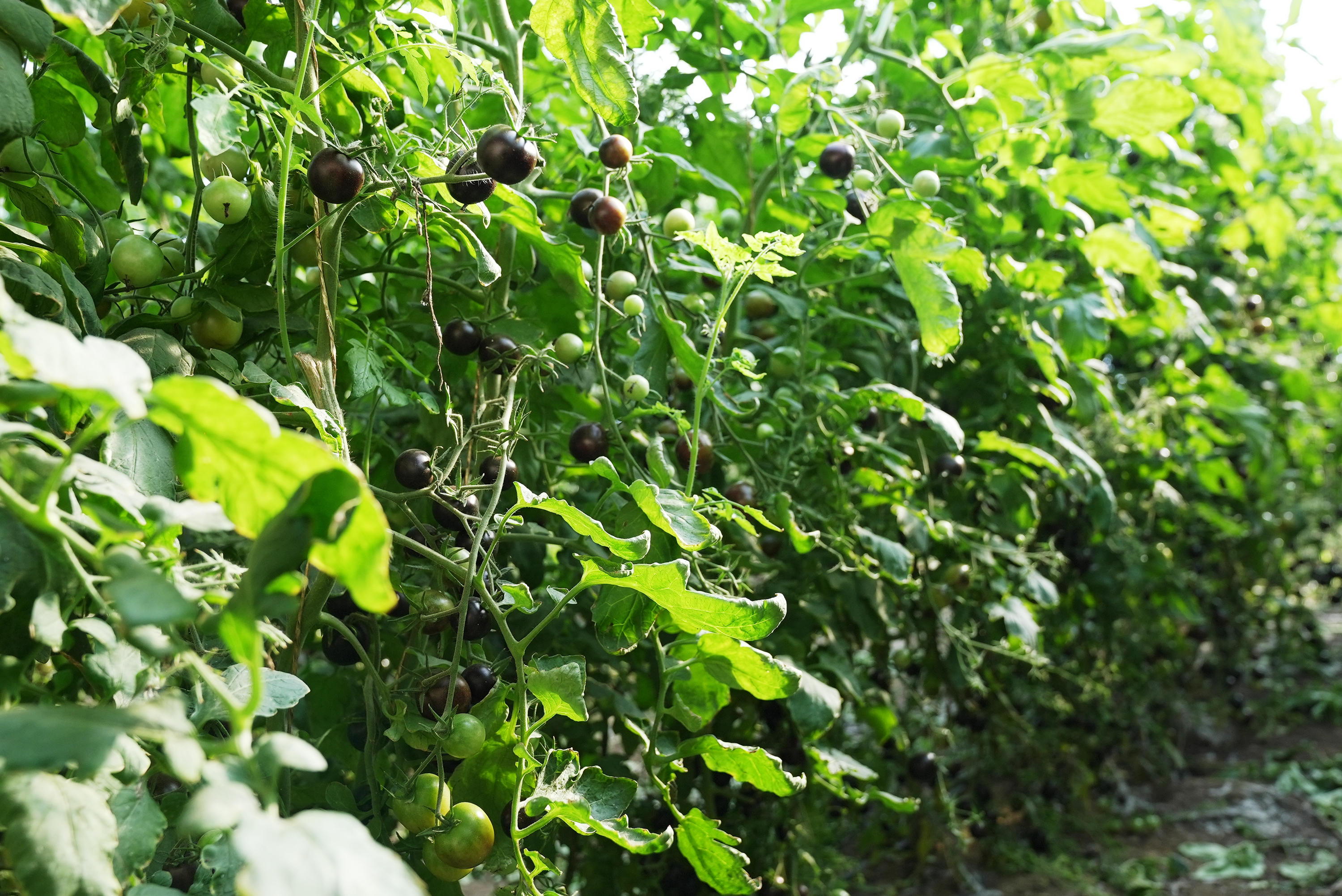 mmexport1762867304116