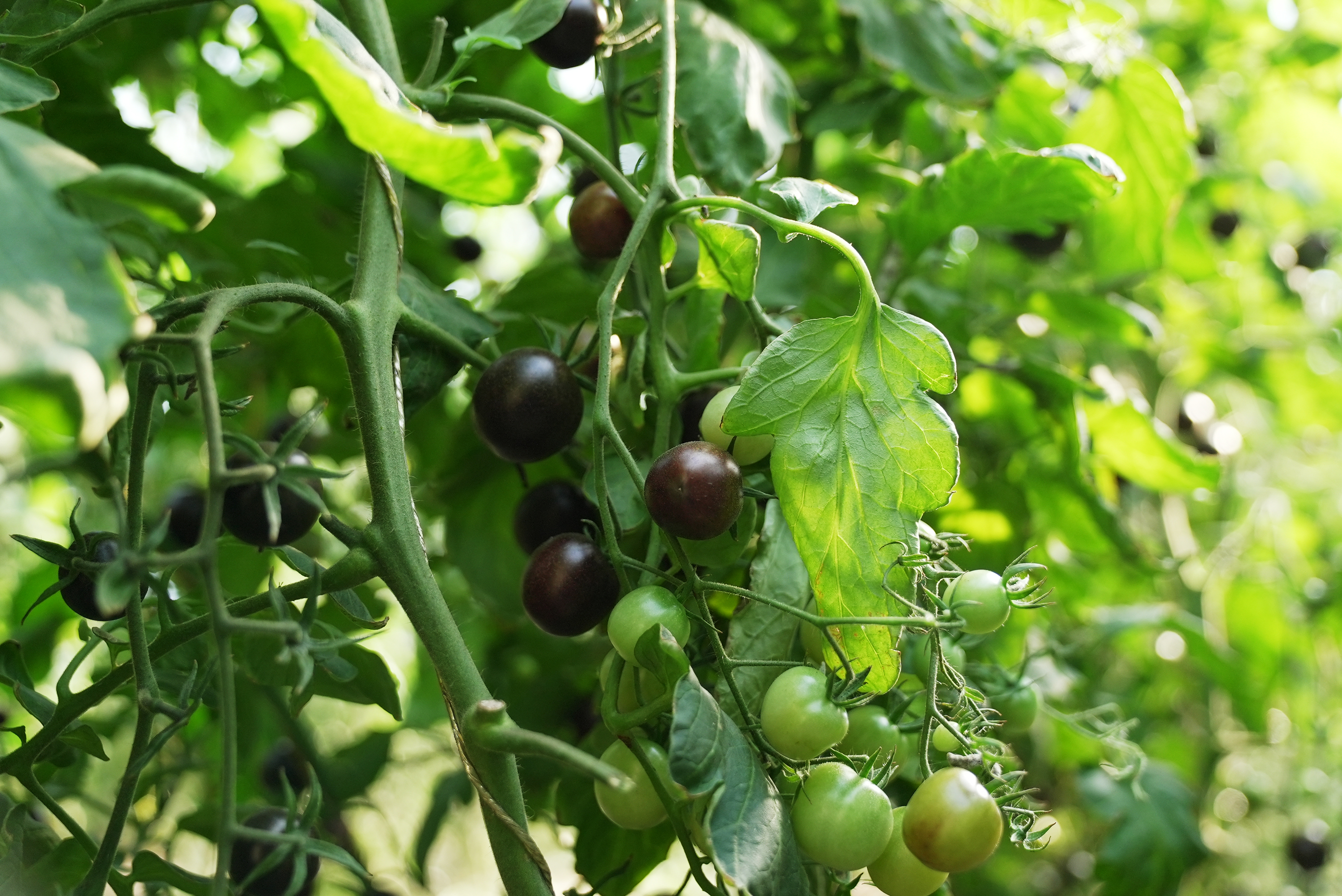 mmexport1762867310886