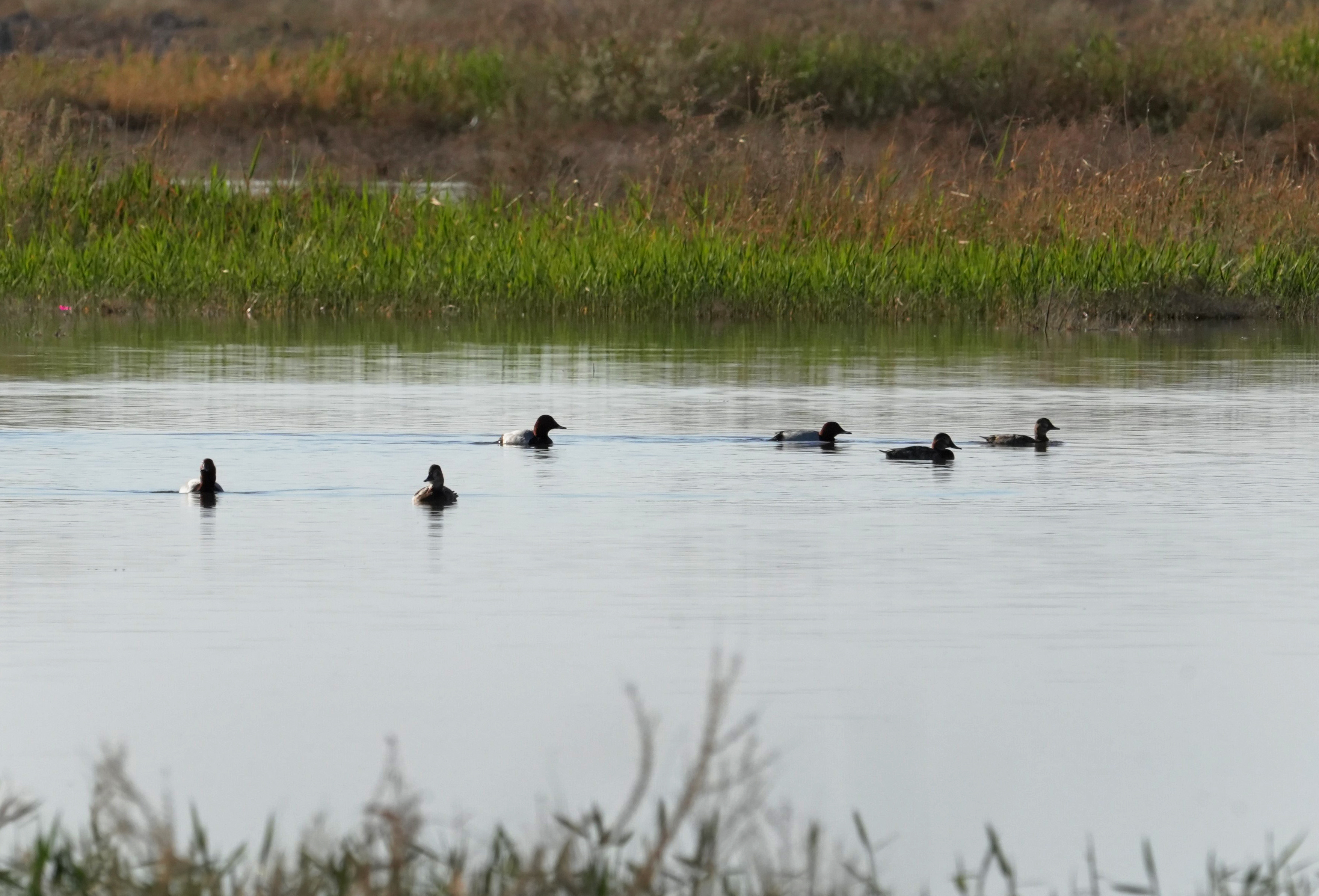 mmexport1775705405726