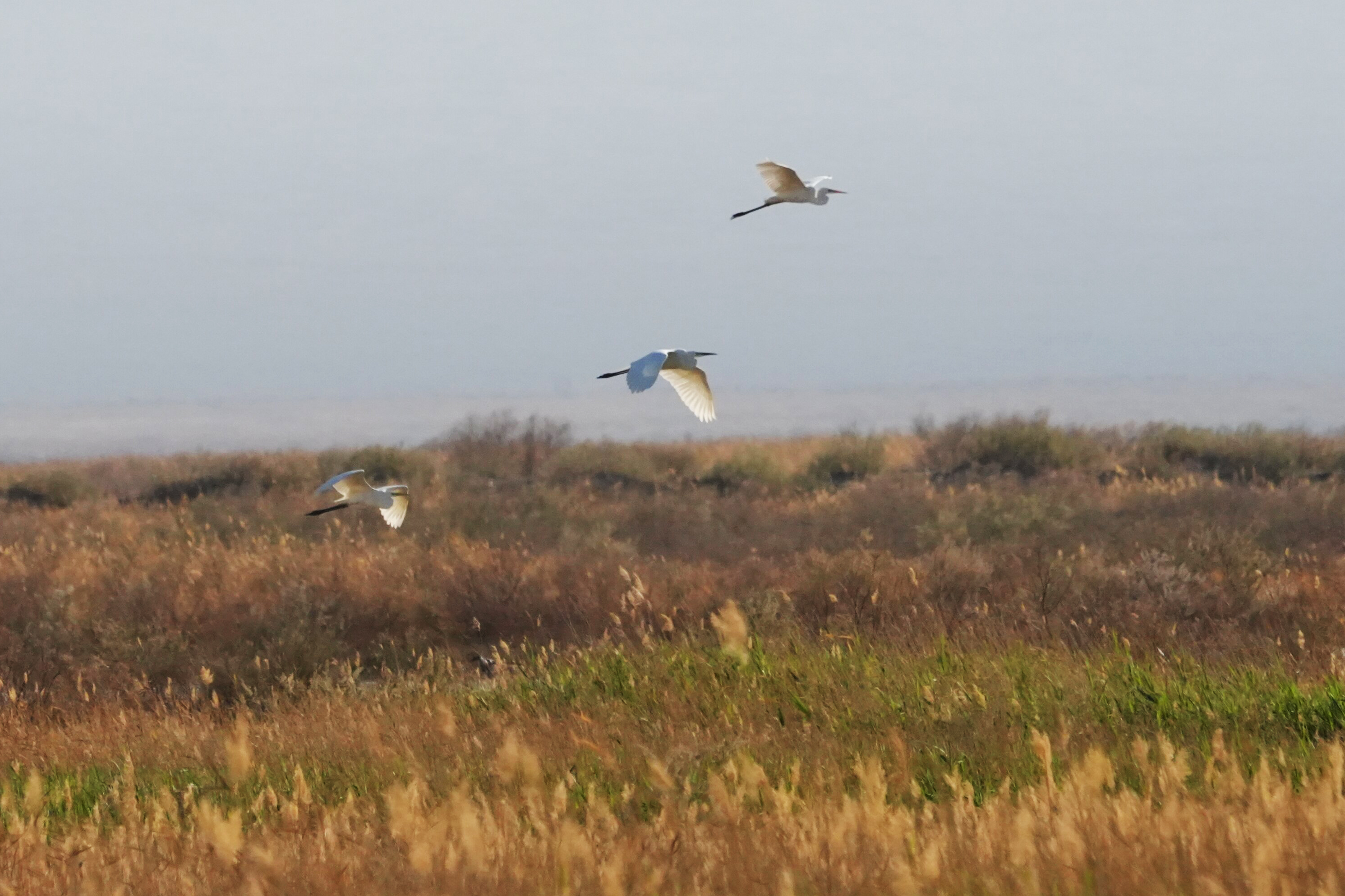 mmexport1775705472903