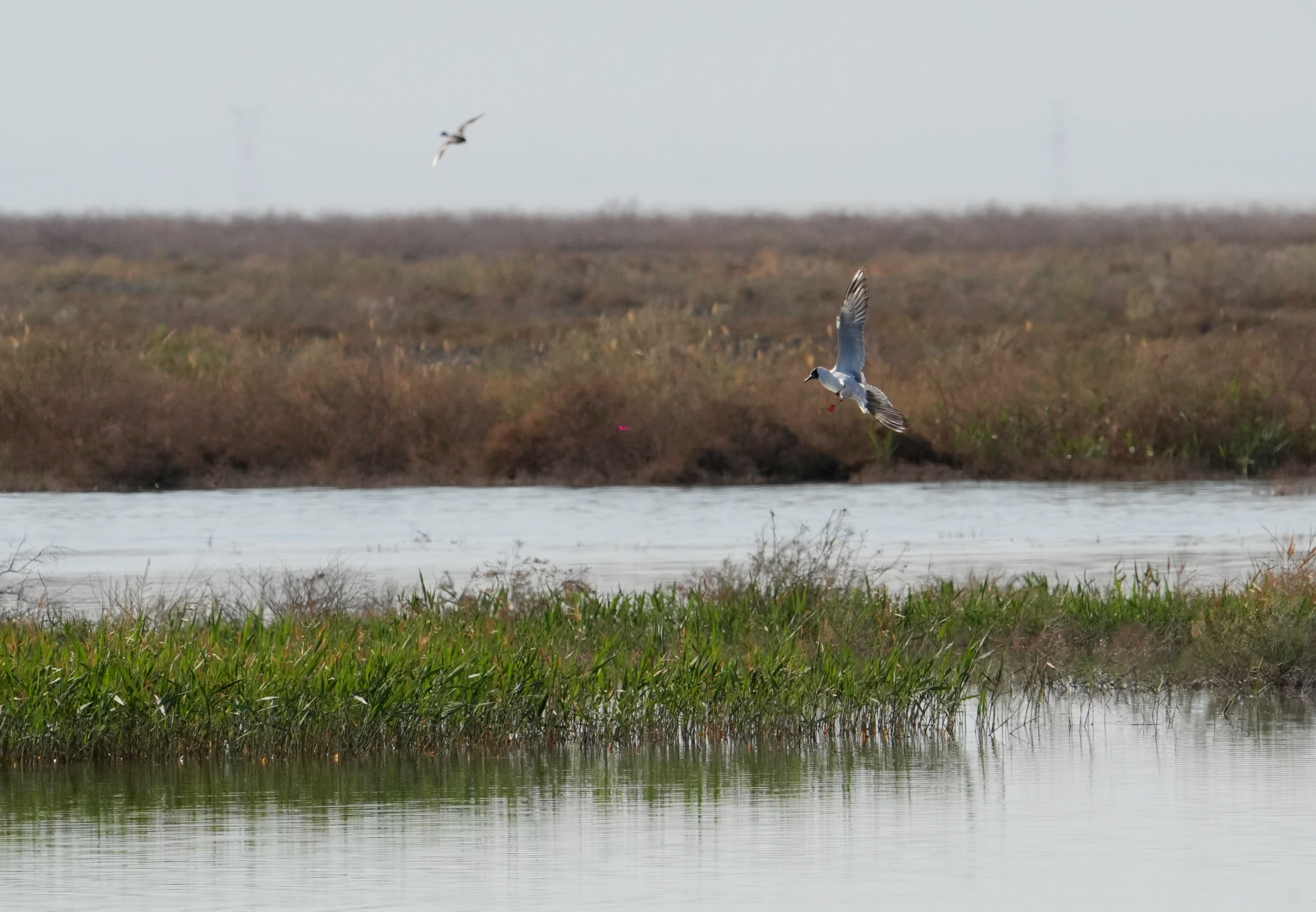 mmexport1775705528749