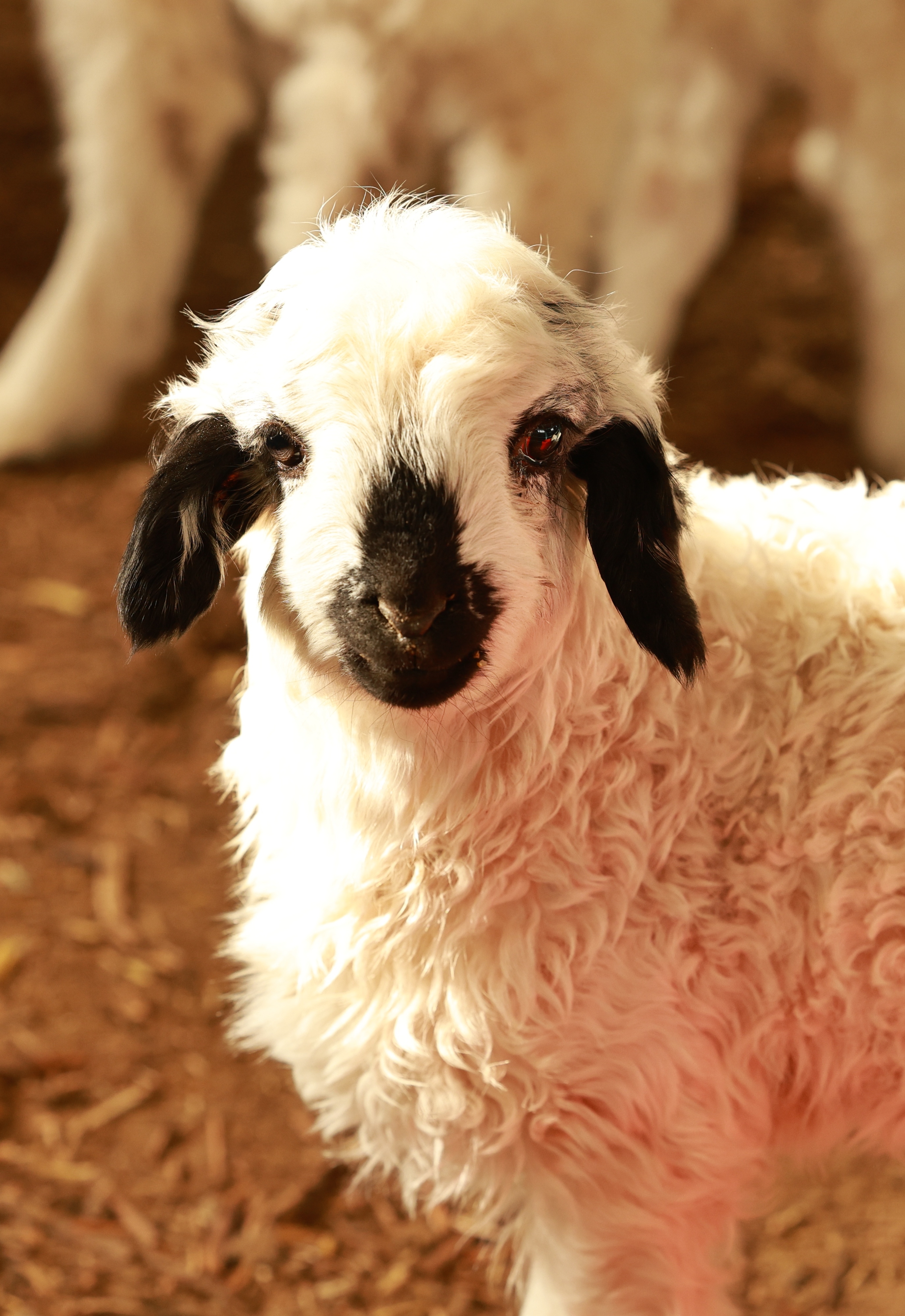 登上新疆春晚的熊猫羊背后有故事