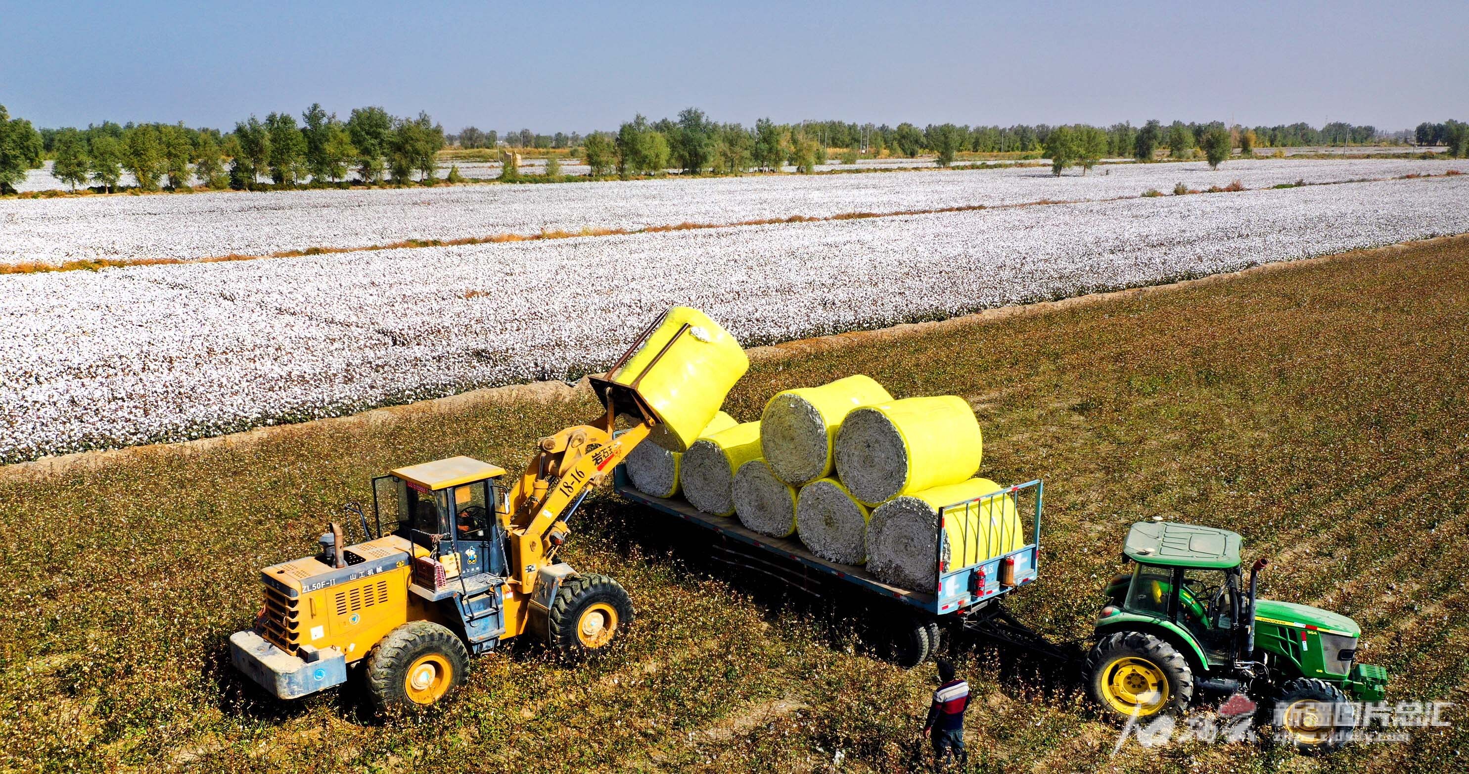 国家权威机构检测数据表明去年新疆棉花质量达到近年来最好水平