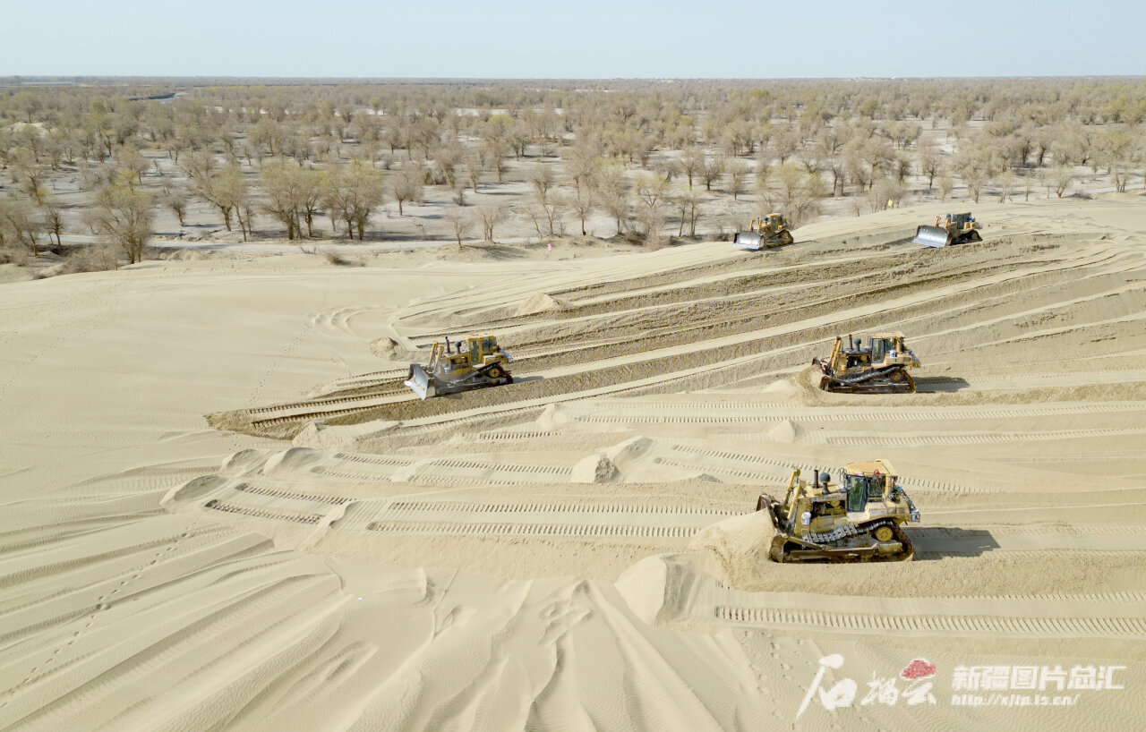 航拍新疆丨尉犁县:罗布麻助力防沙治沙,为塔克拉玛干沙漠"锁边"