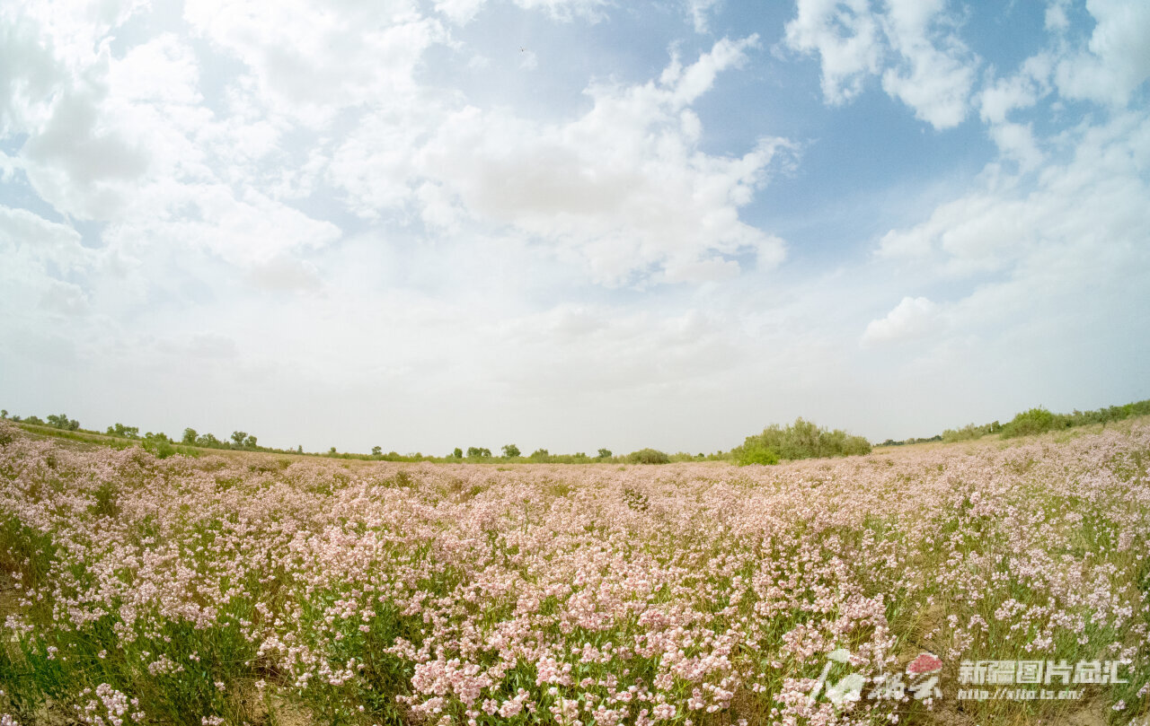 航拍新疆丨尉犁县:罗布麻助力防沙治沙,为塔克拉玛干沙漠"锁边"
