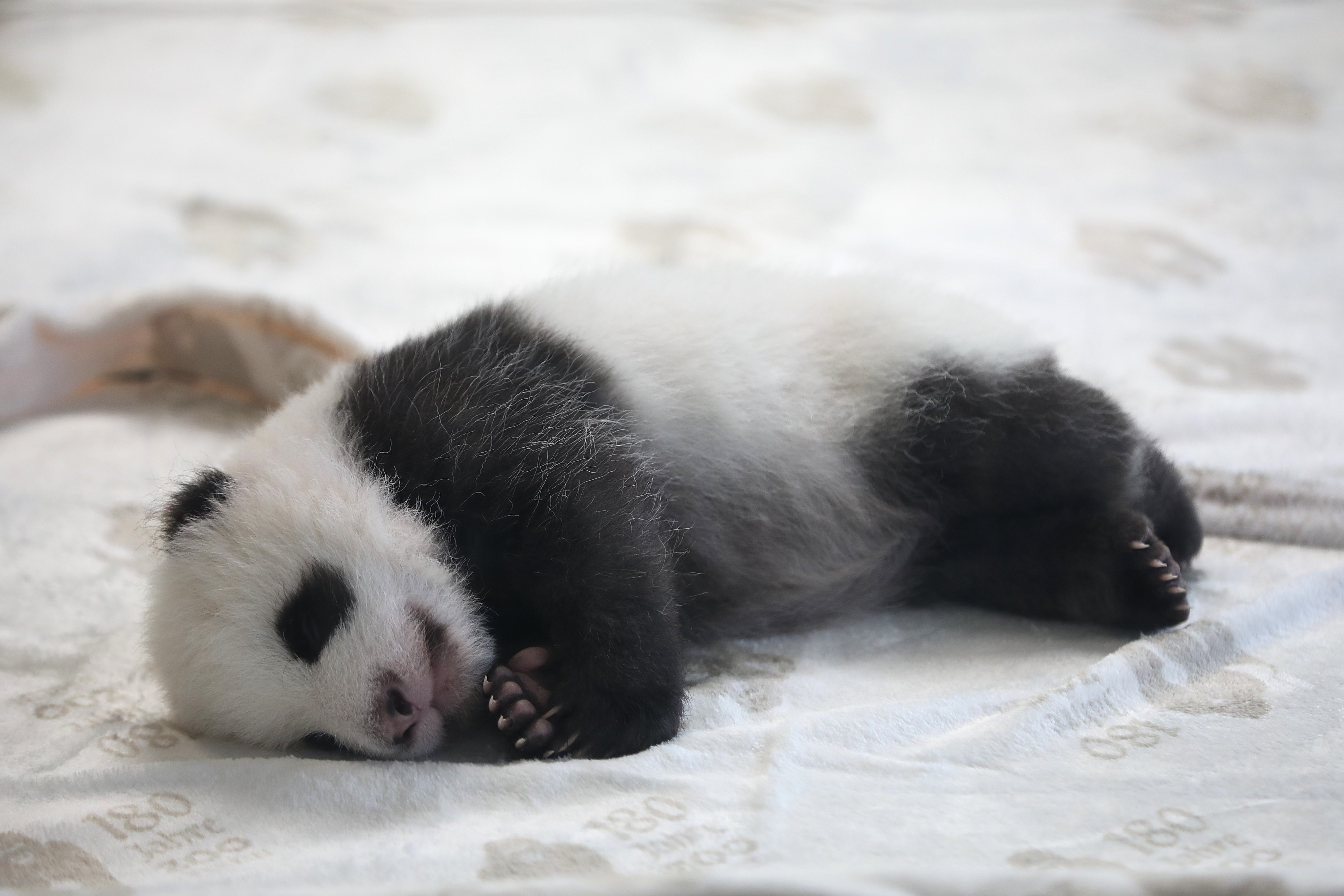 德国新出生大熊猫双胞胎幼崽首次亮相