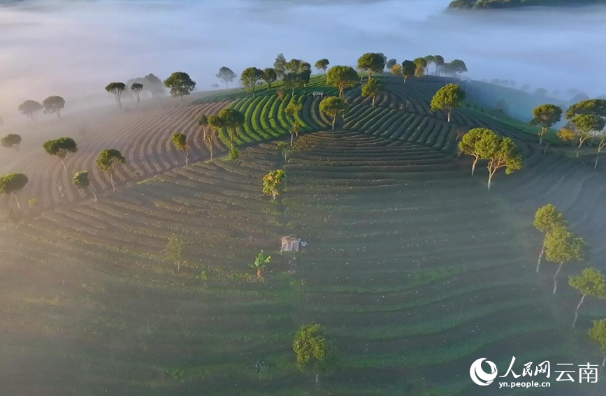 云南普洱茶山云雾缭绕若隐若现宛如仙境
