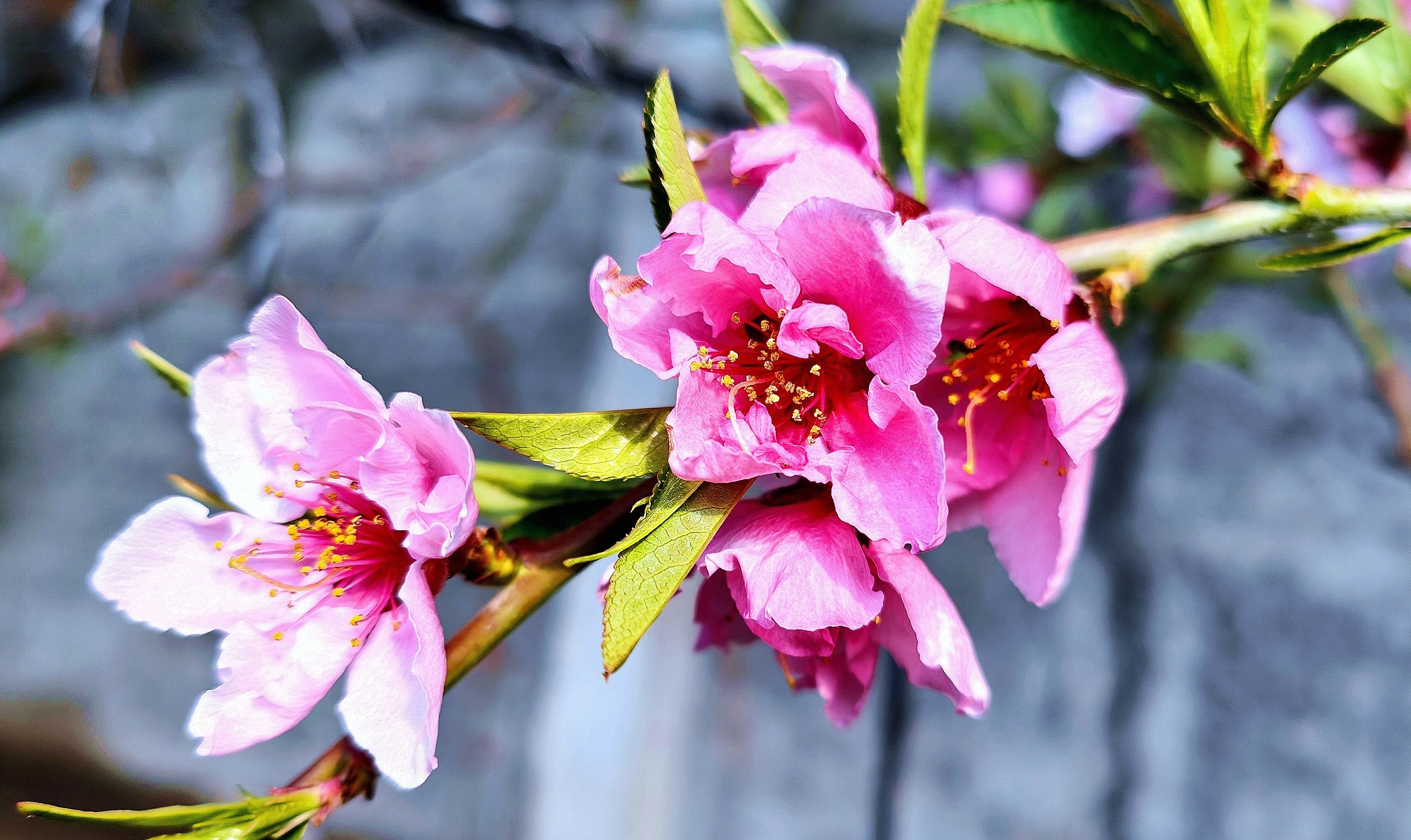 大棚桃花开满枝