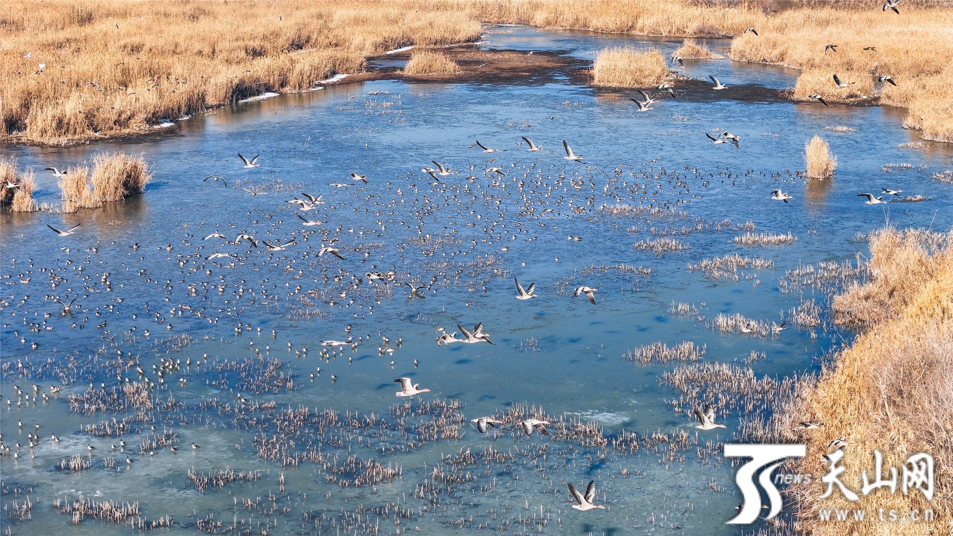 湿地水美鸟欢鸣