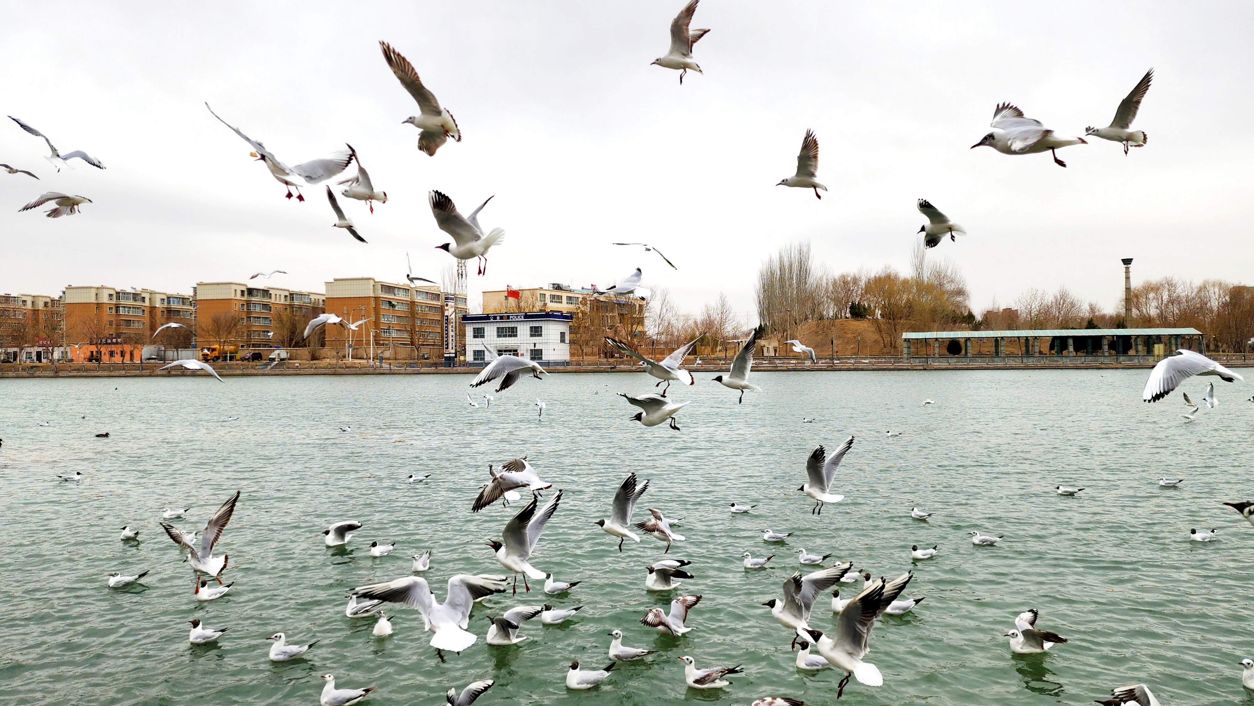 走去库尔勒市杜鹃河边观鸟
