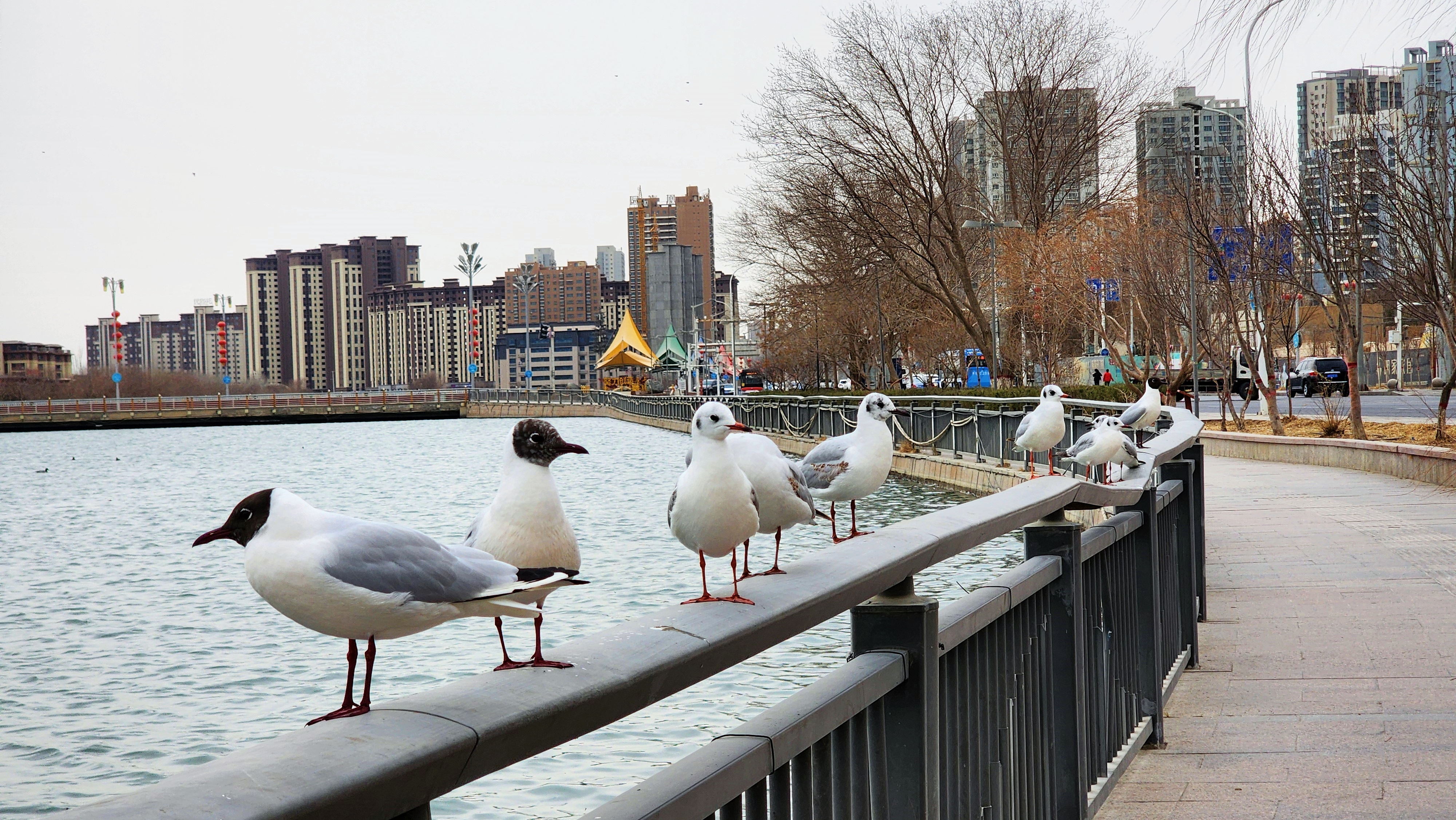 走!去库尔勒市杜鹃河边观鸟