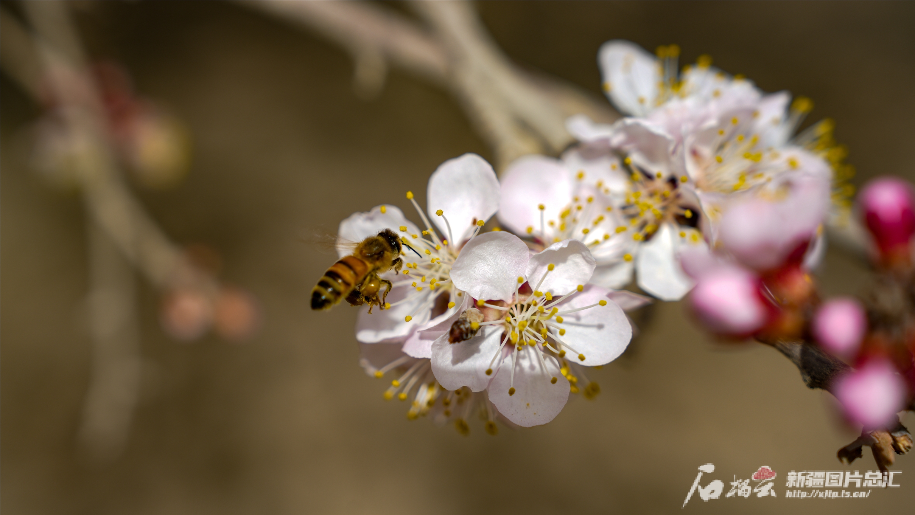 赏花正当时巴楚杏花绽放春意浓