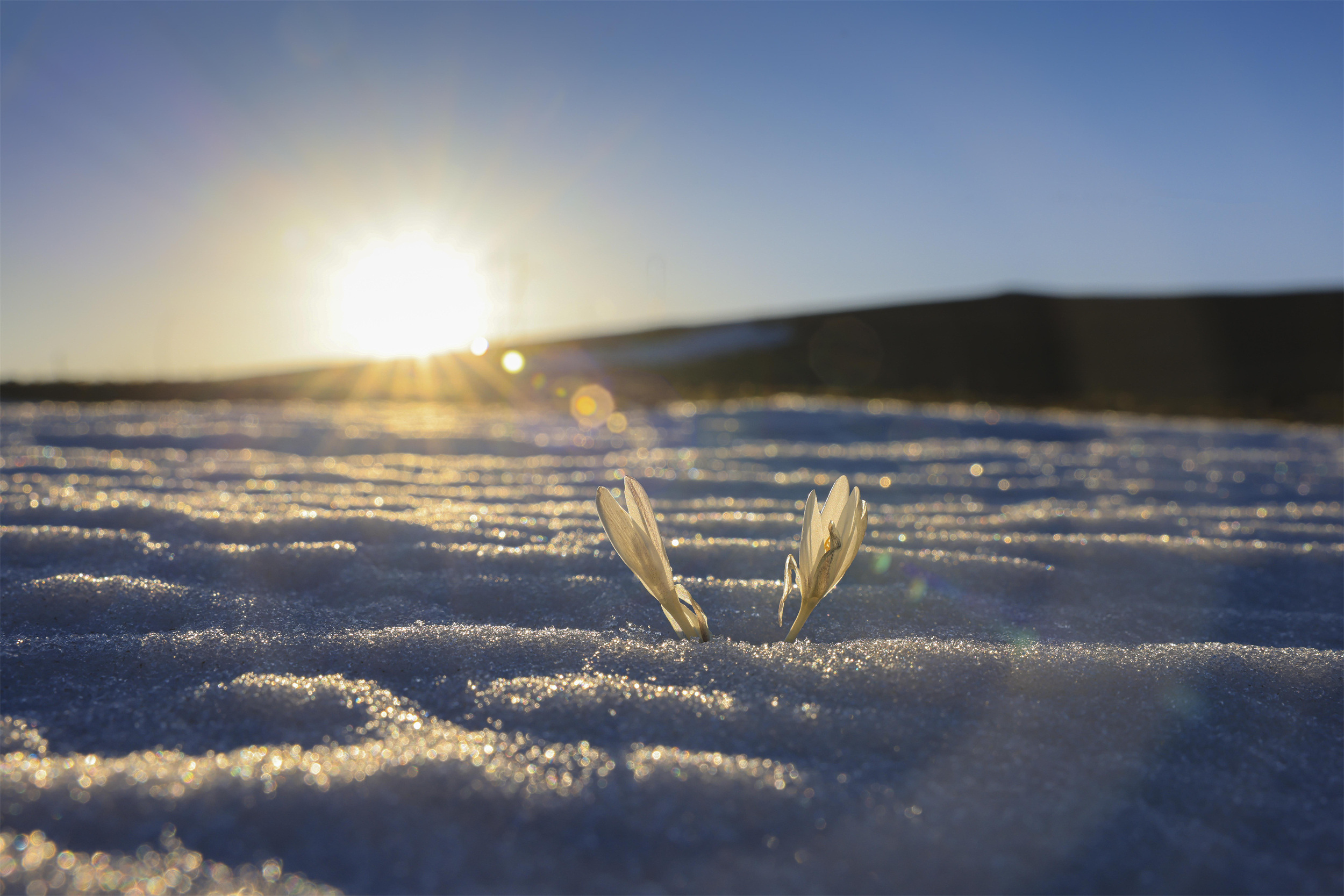 追花逐梦看新疆丨伊犁顶冰花傲雪生姿