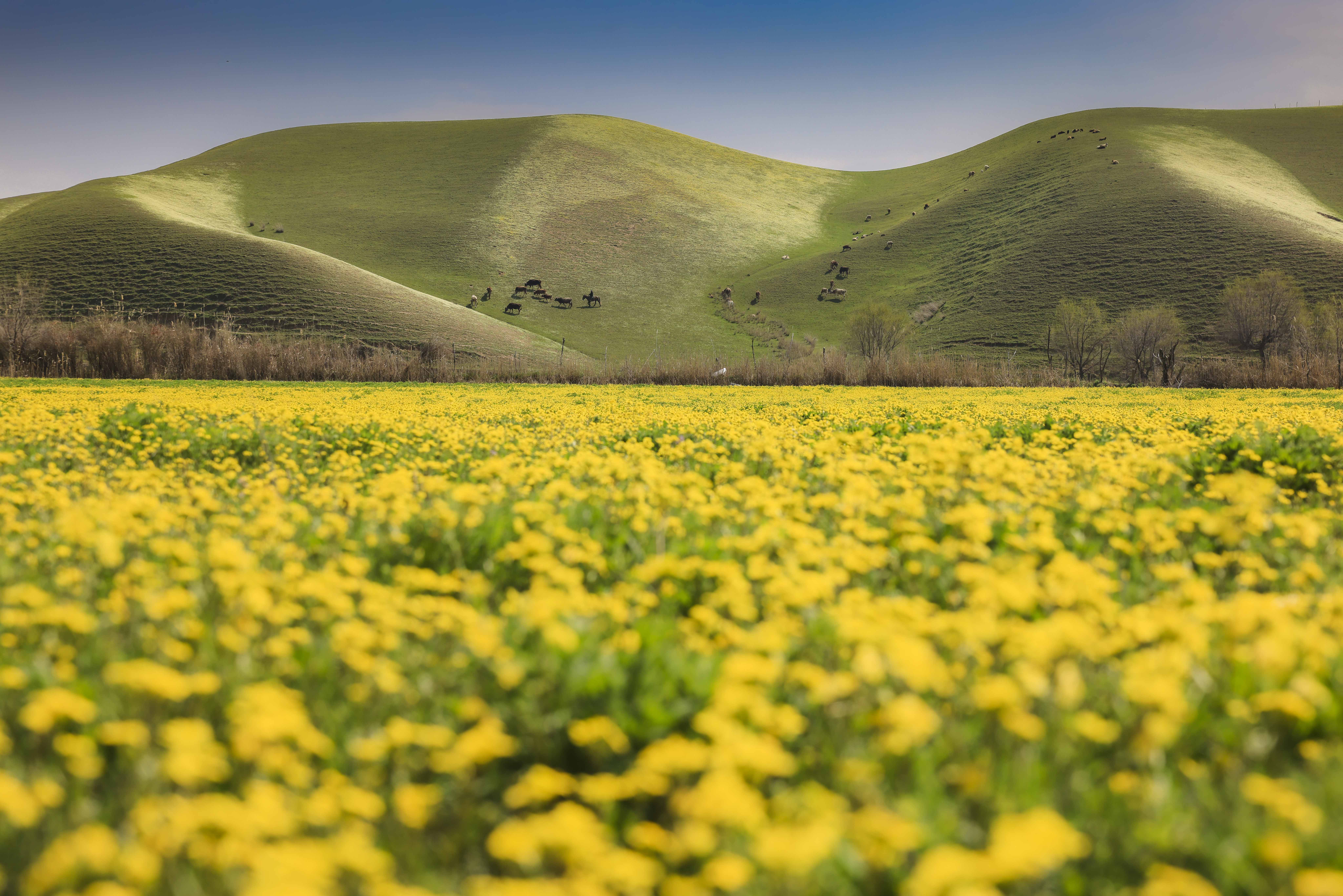 春天就在新源的花花世界里