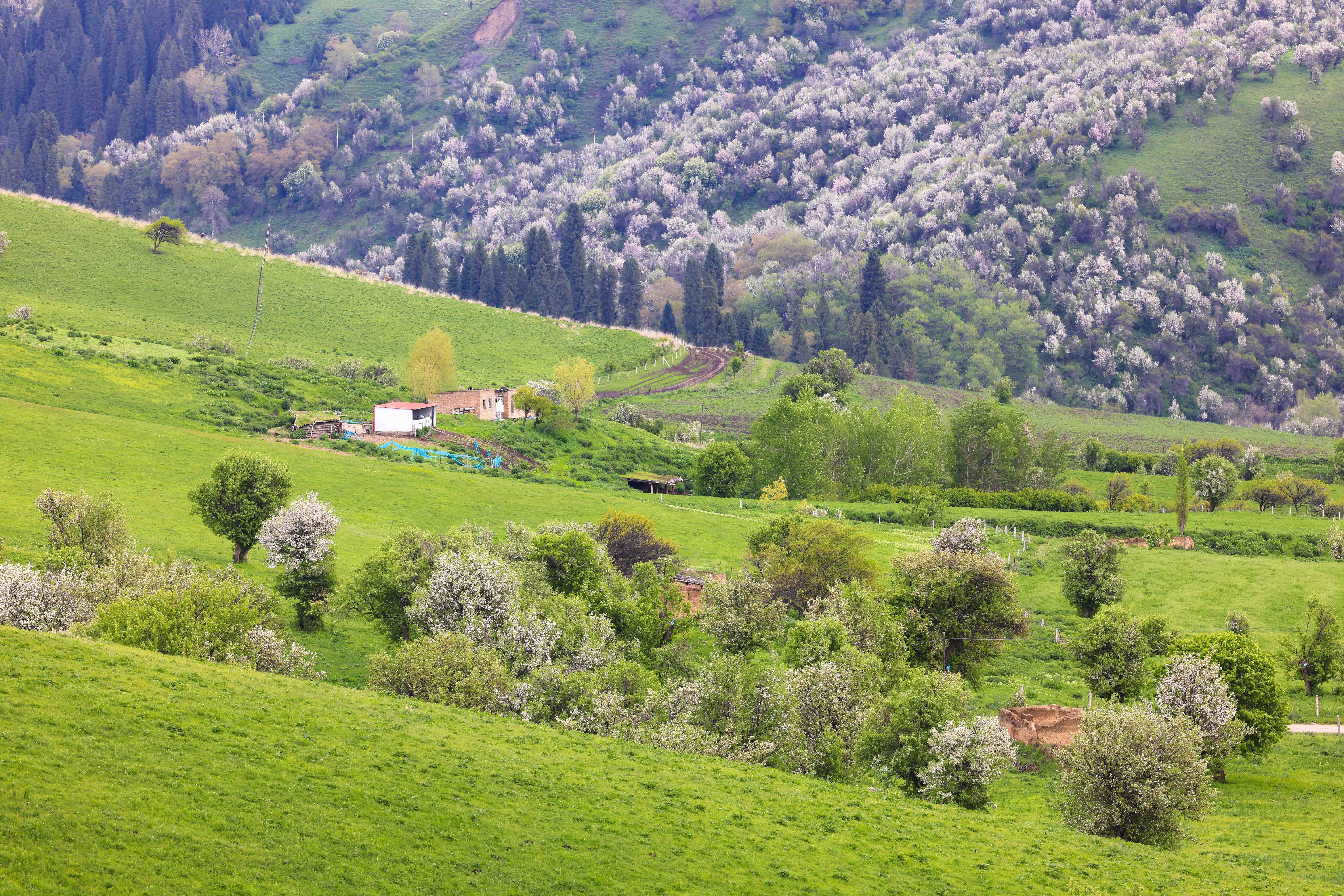 繁花似锦!新源县万亩野果林花开正盛