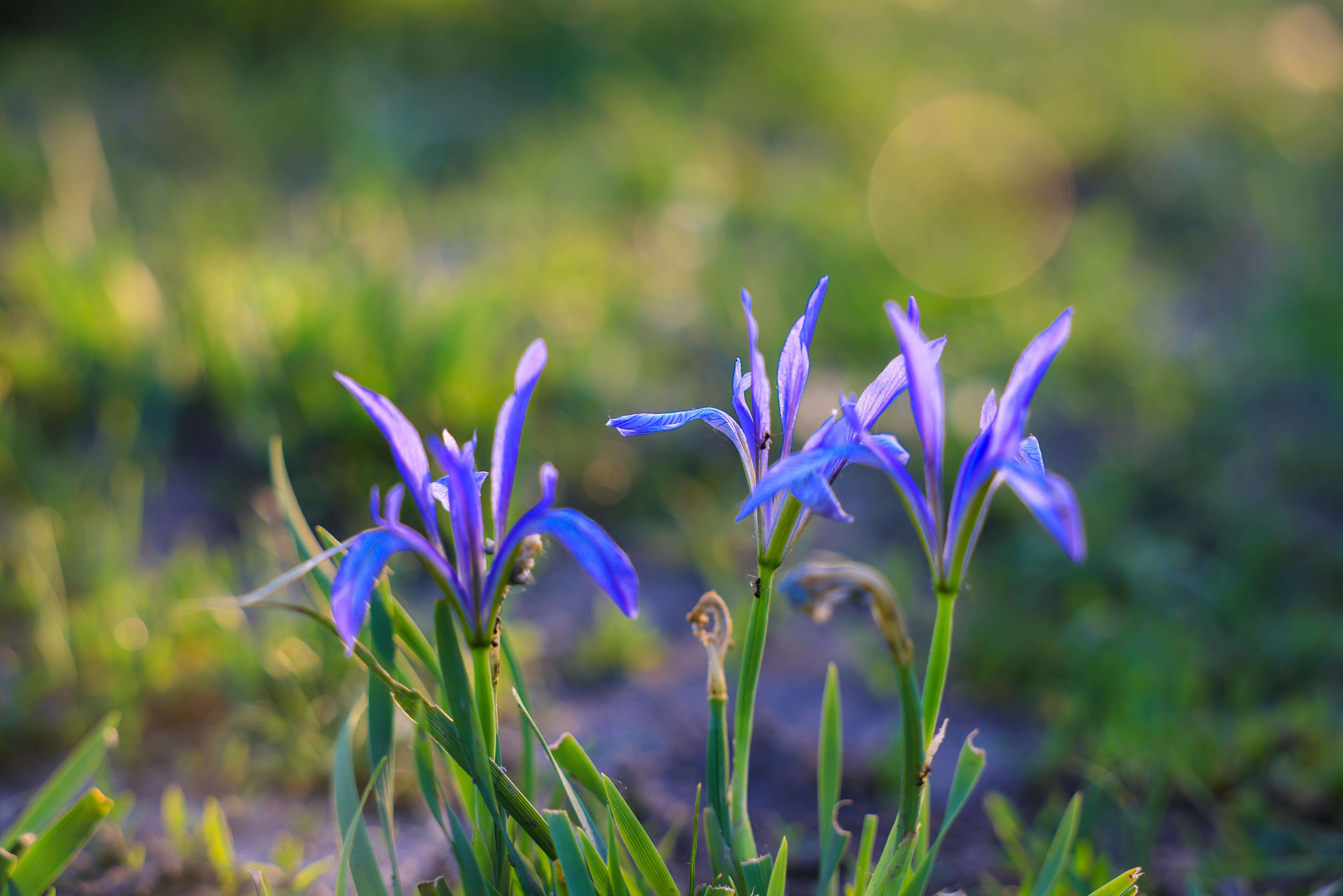 马兰花开了 新源的夏天就来了