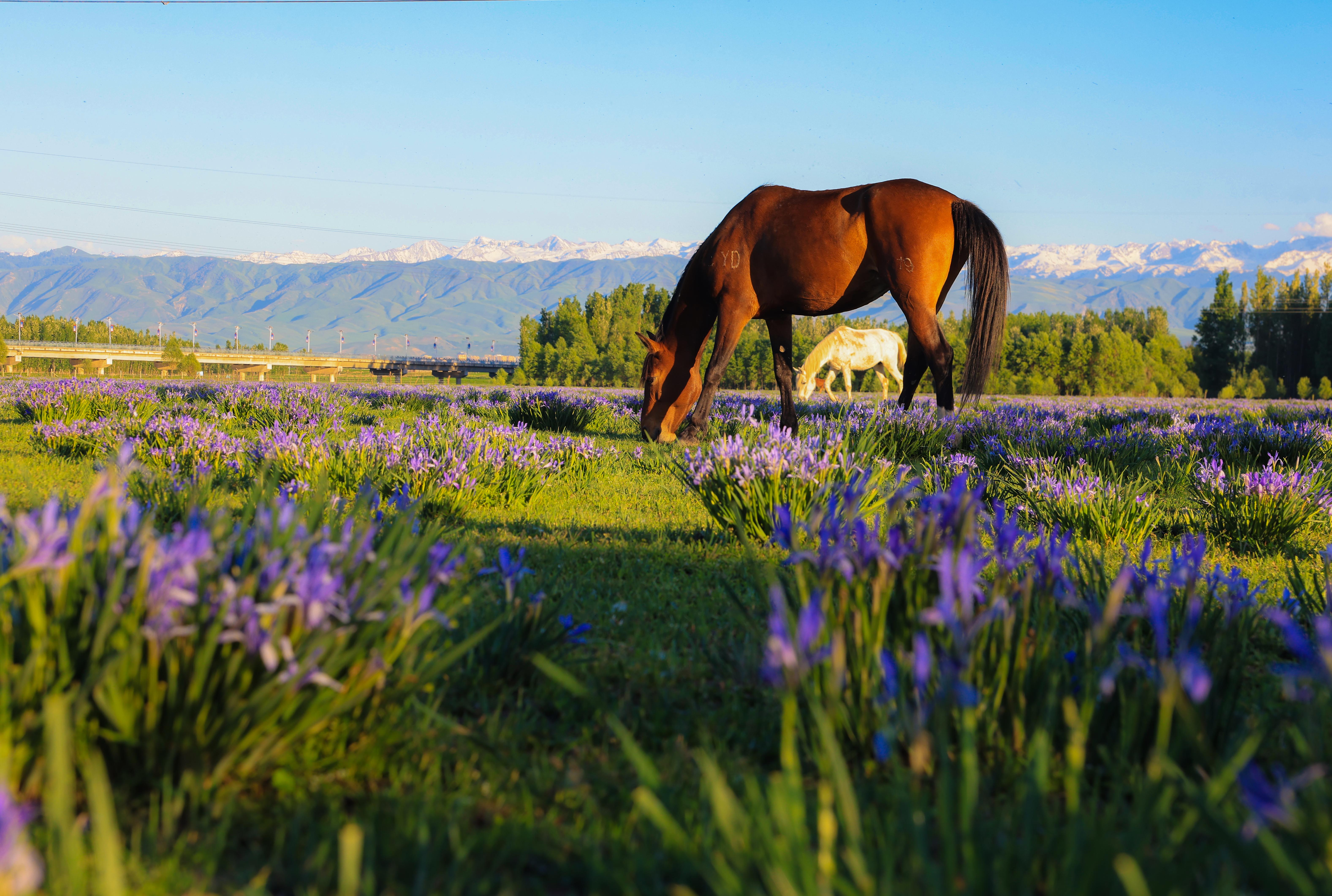 马兰花开了 新源的夏天就来了