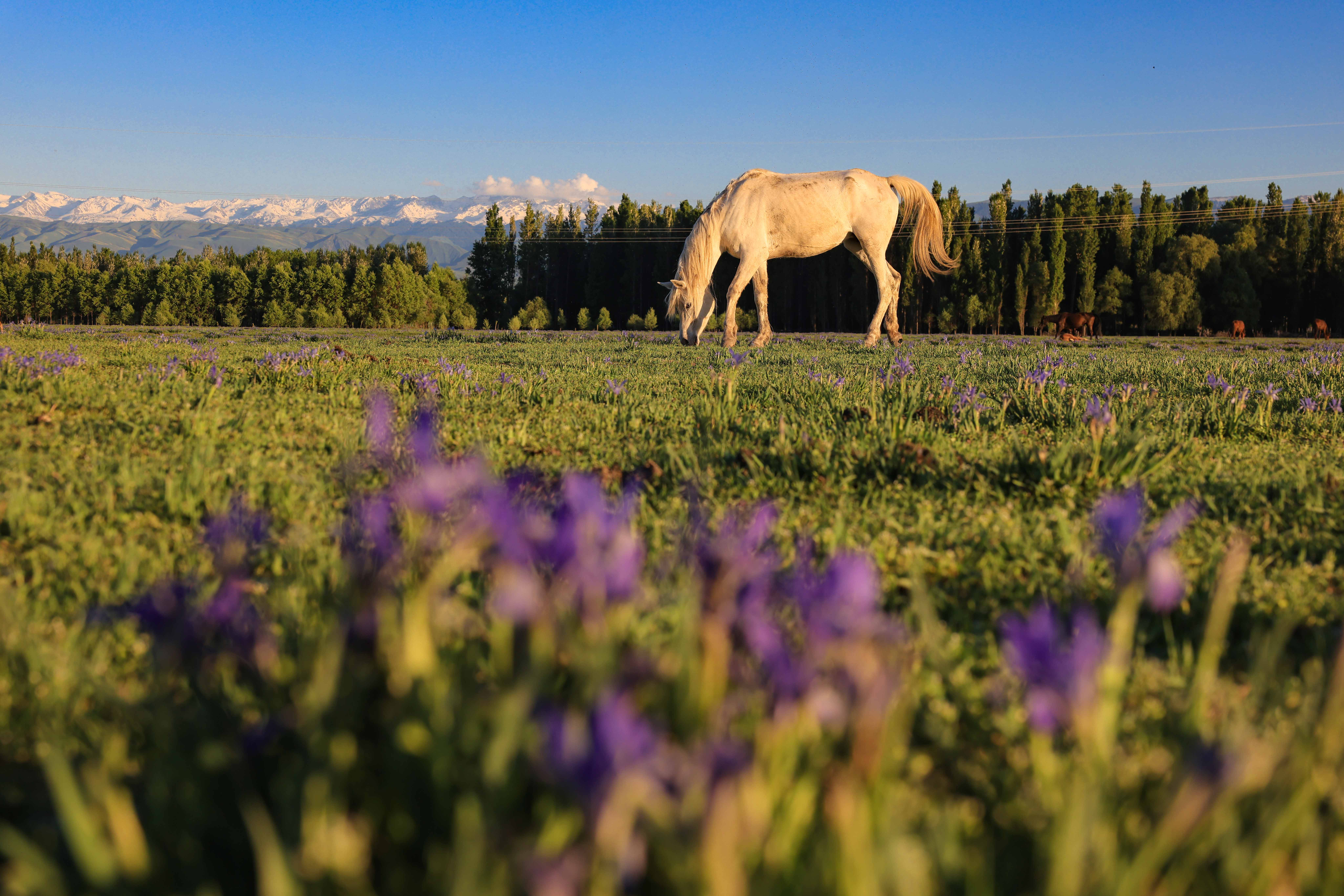 马兰花开了 新源的夏天就来了