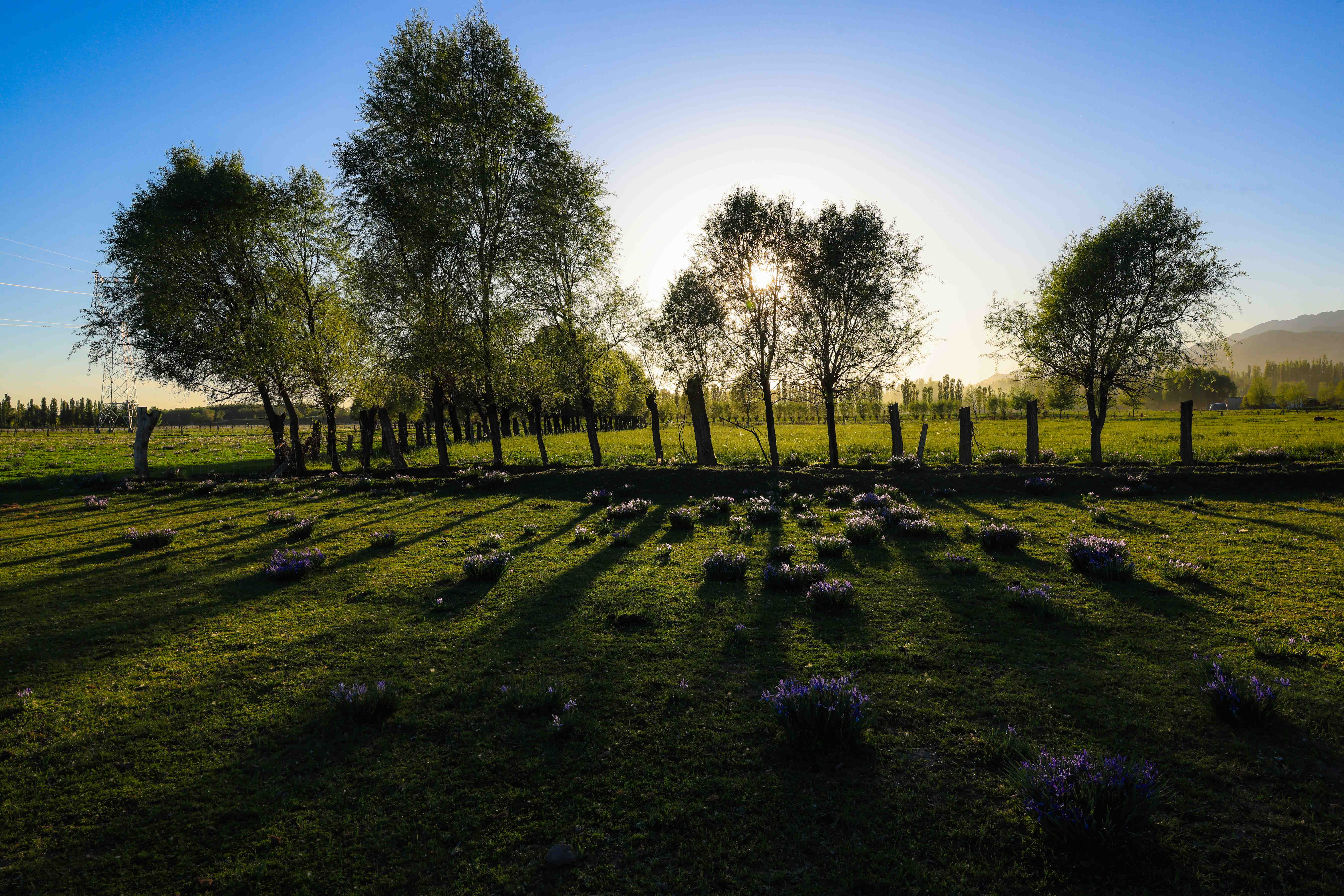马兰花开了 新源的夏天就来了