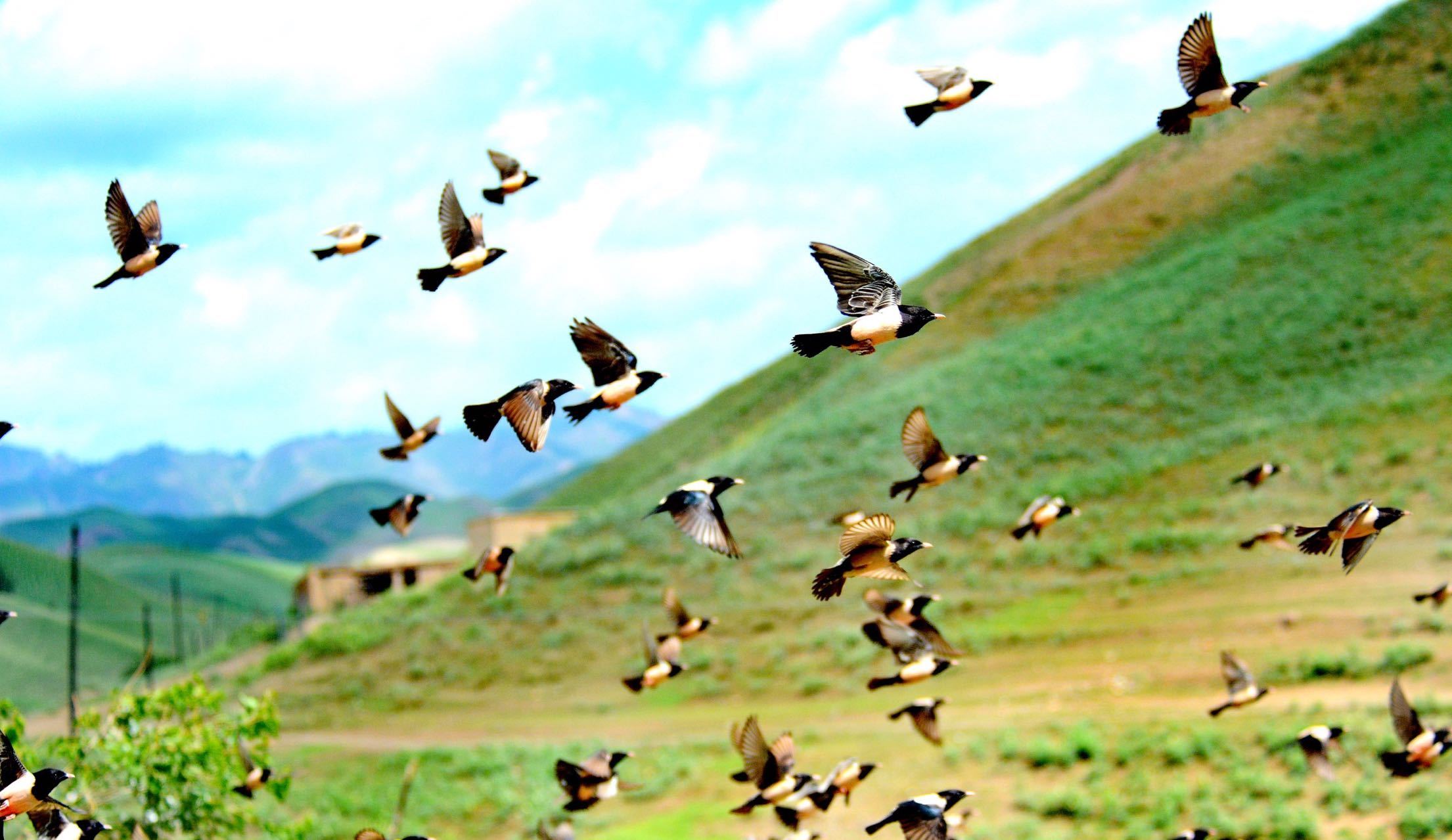 绿水青山丨伊犁河秋韵