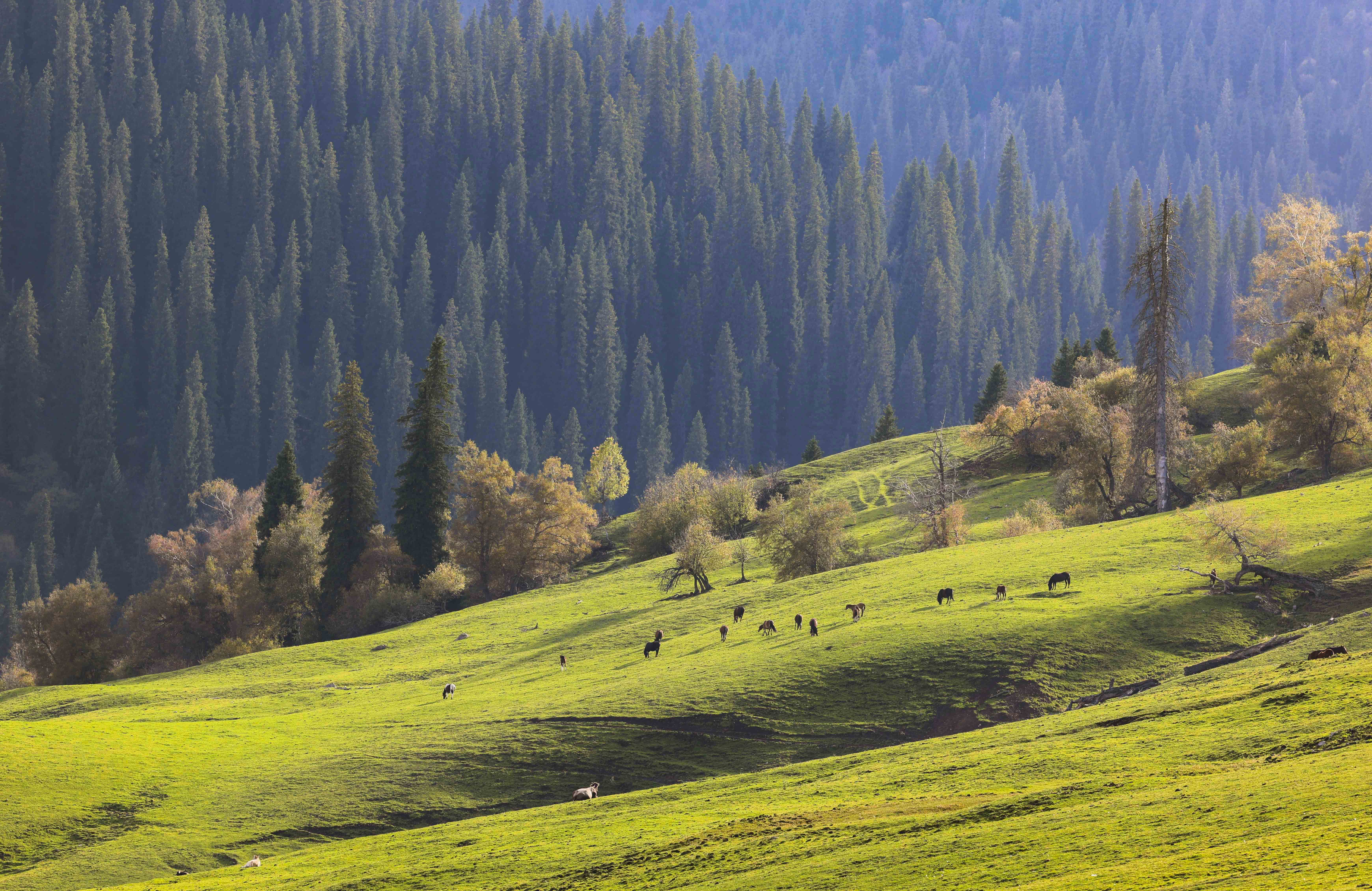 藏不住了最美的秋景就在那拉提景区里