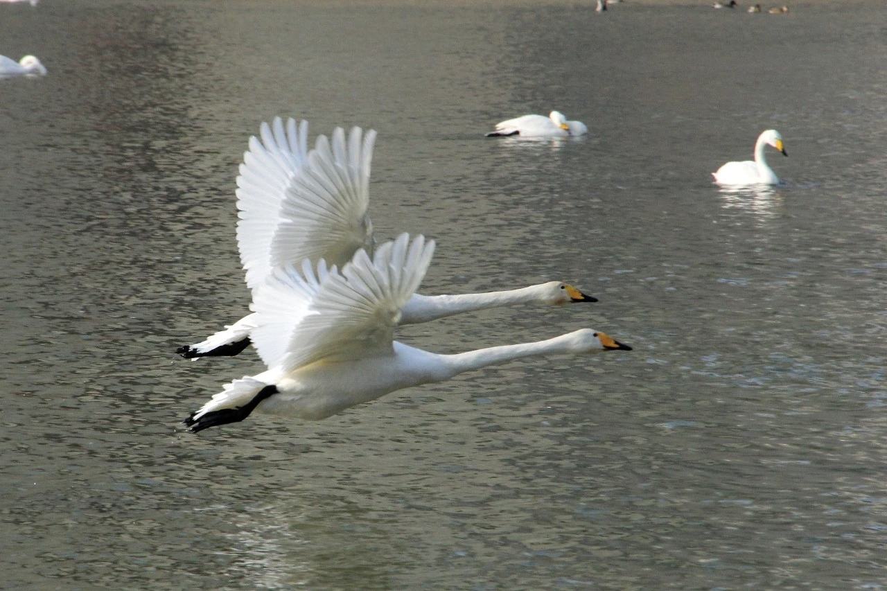 mmexport1768314788157