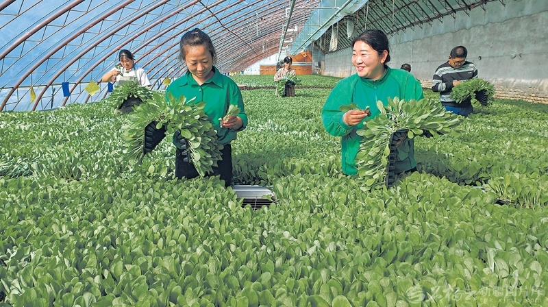 3月16日，菜农在育苗中心管护菜苗。眼下，察布查尔锡伯自治县察布查尔镇安定村华真种苗育苗中心培育的蔬菜苗、瓜果苗、花卉苗等长势喜人。（摄影：华岩明）