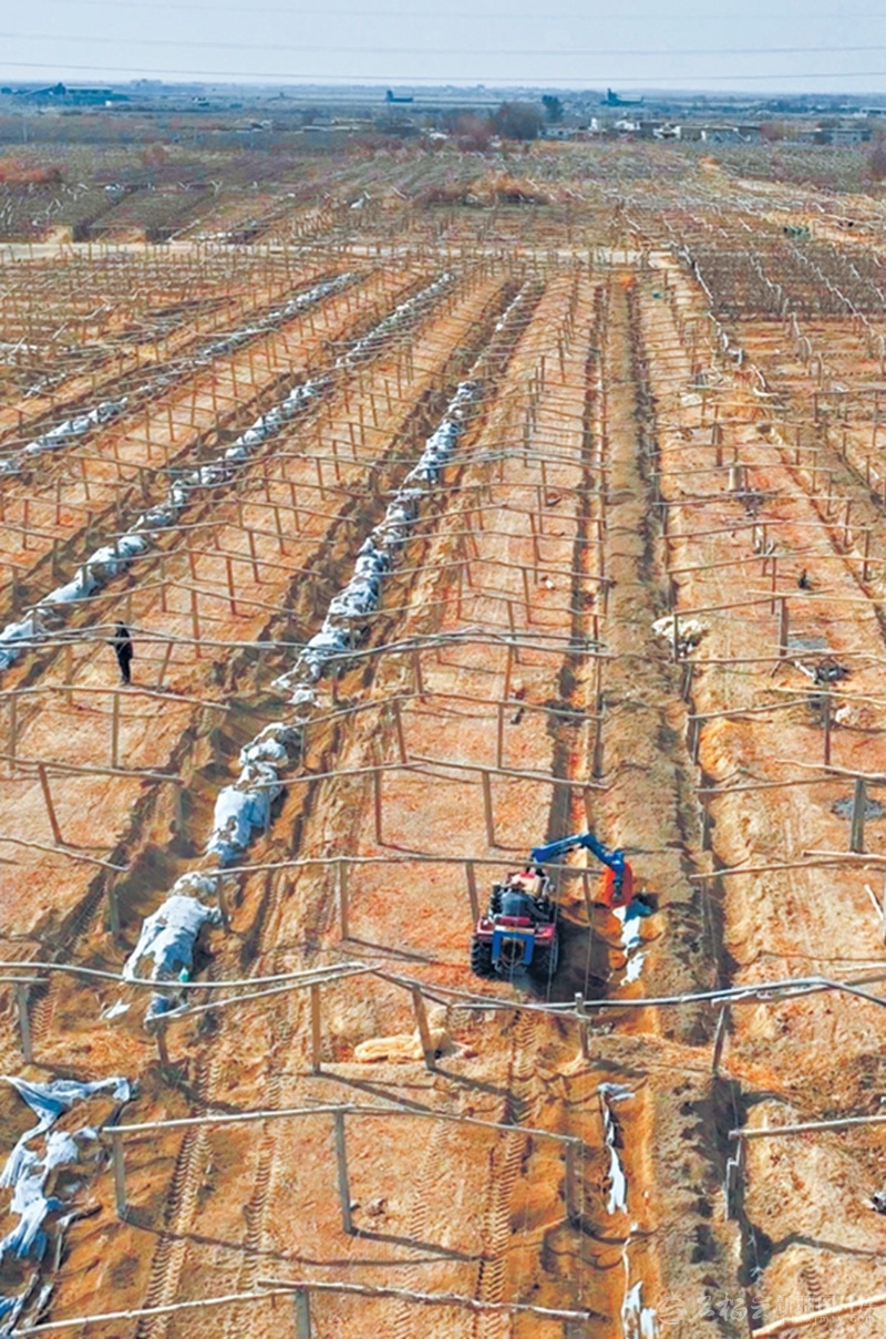 3月15日，吐鲁番市高昌区三堡乡村民在整理葡萄藤。目前，吐鲁番市63万亩葡萄迎来开墩季，当地群众抢抓农时将葡萄藤上架，为今年葡萄增产打好基础。（摄影：阿地力·阿力米提）