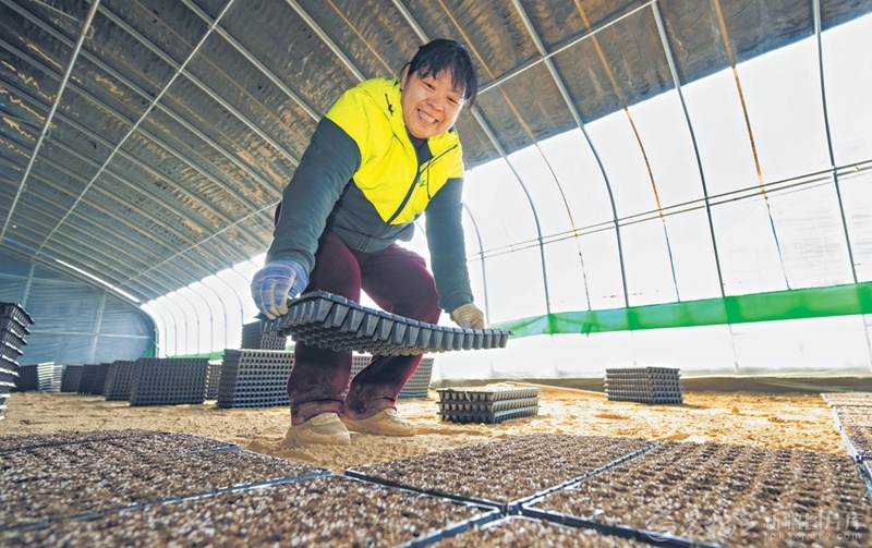 3月15日，位于昌吉市大西渠镇大西渠村的新疆绿油油农业科技有限公司设施农业基地内，村民在摆放育苗盘。今年，该公司计划培育12个品种3000万株有机番茄苗。（摄影：何龙）